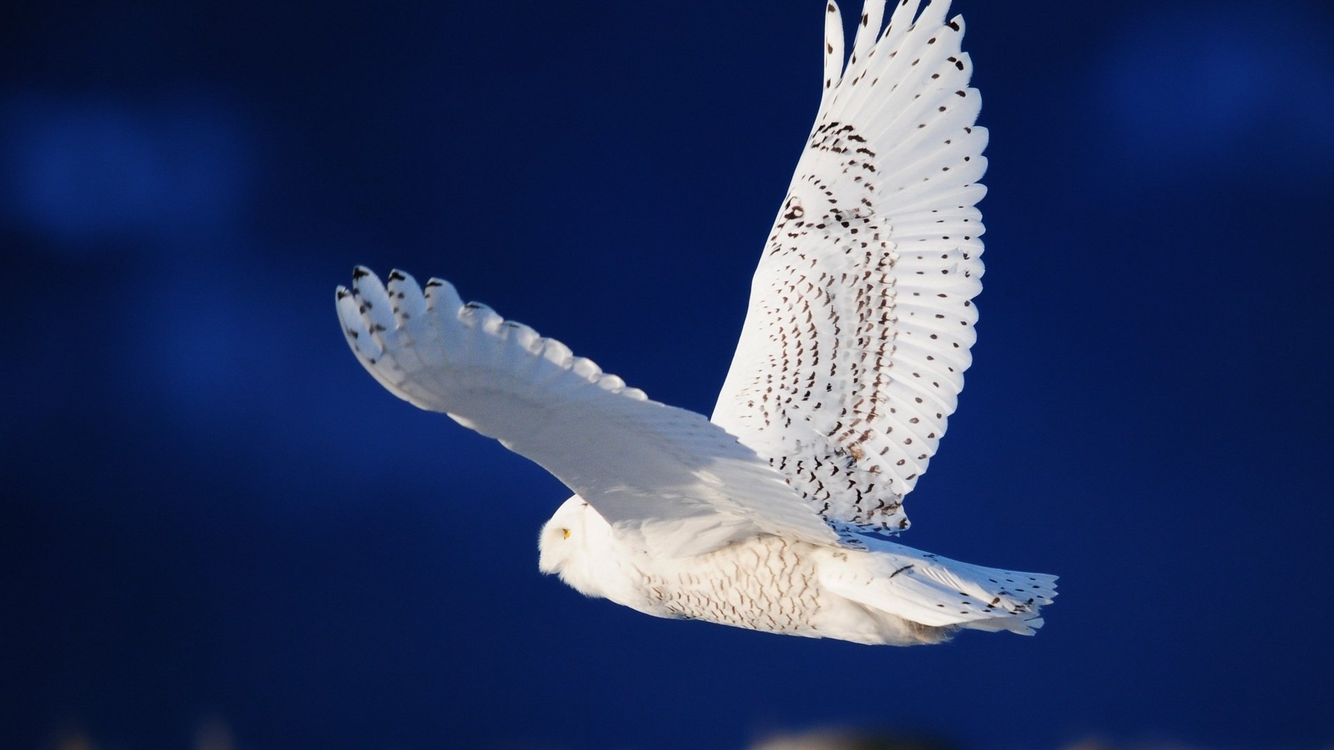 Обои белая сова, летящая, white owl, flying разрешение 2560x1600 Загрузить