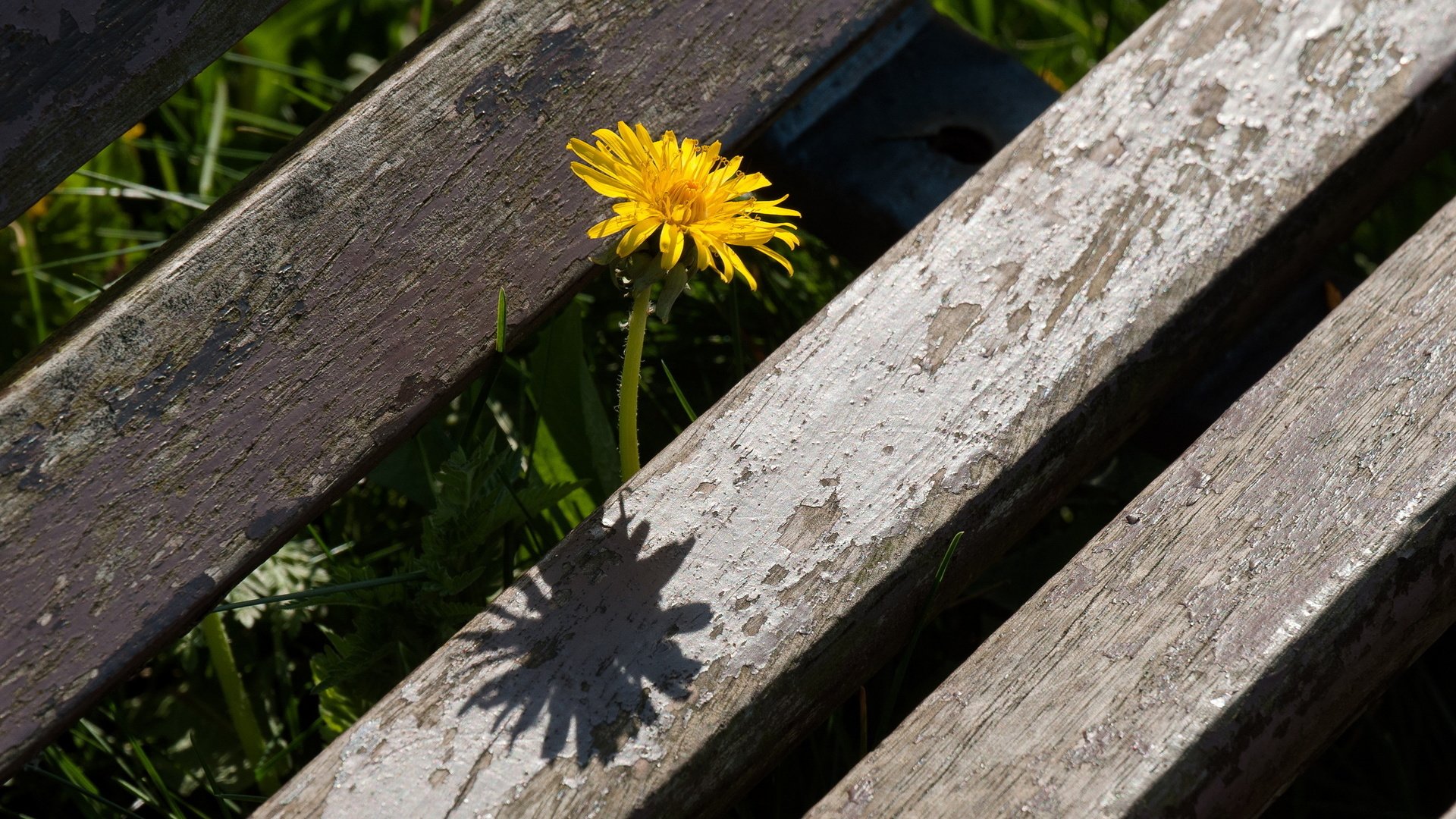 Обои макро, лето, одуванчик, цветок., macro, summer, dandelion, flower. разрешение 2560x1600 Загрузить