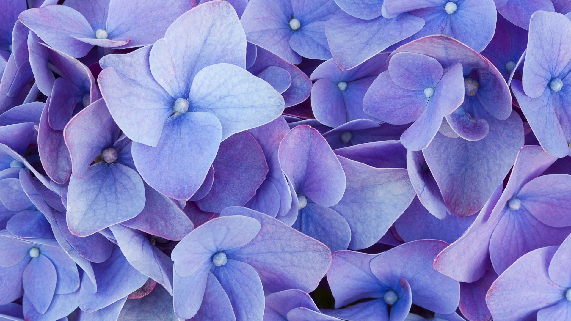 Обои цветы, макро, голубые, гортензия, flowers, macro, blue, hydrangea разрешение 1920x1200 Загрузить