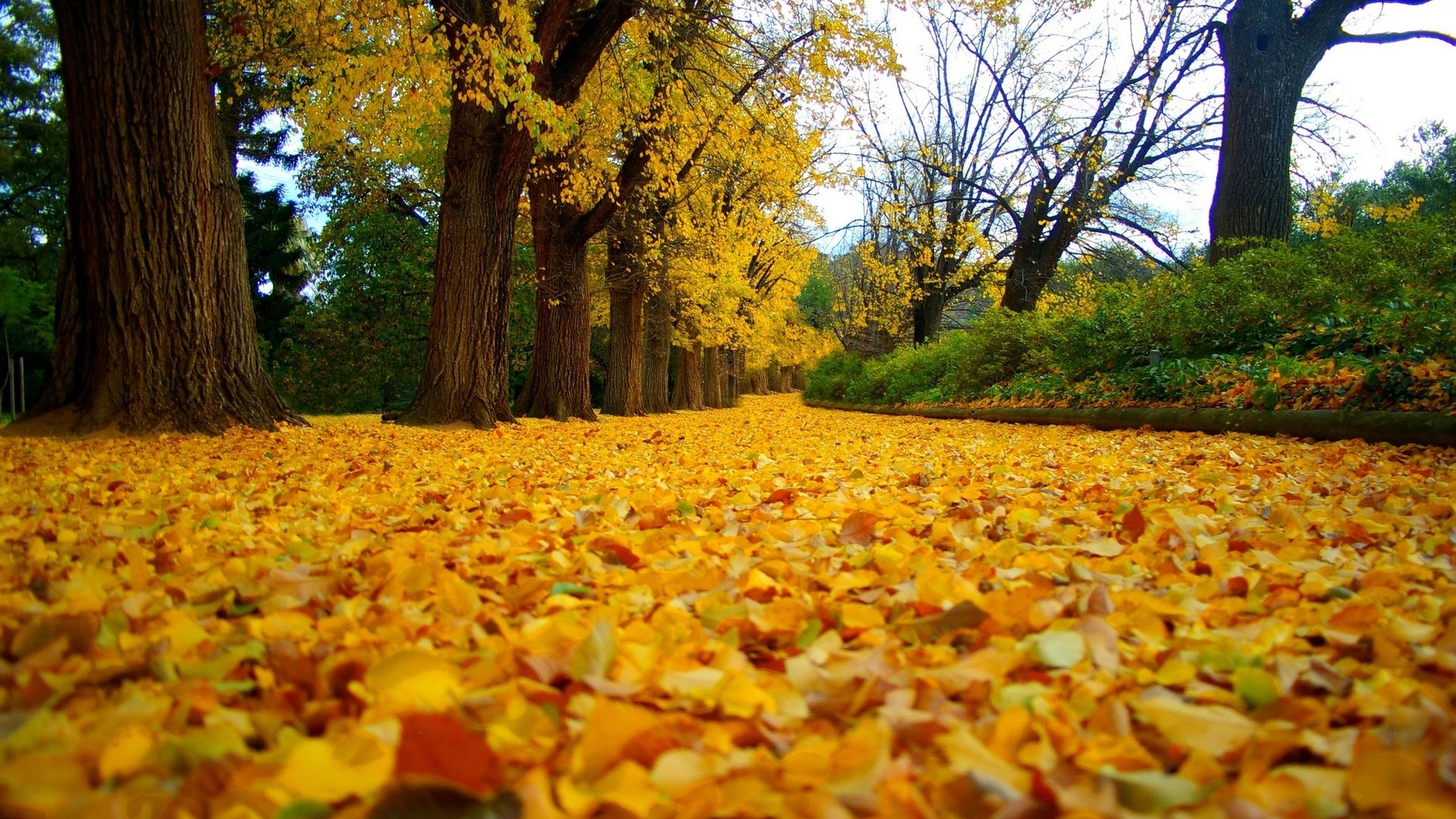 Обои деревья, листья, парк, осень, trees, leaves, park, autumn разрешение 2048x1362 Загрузить