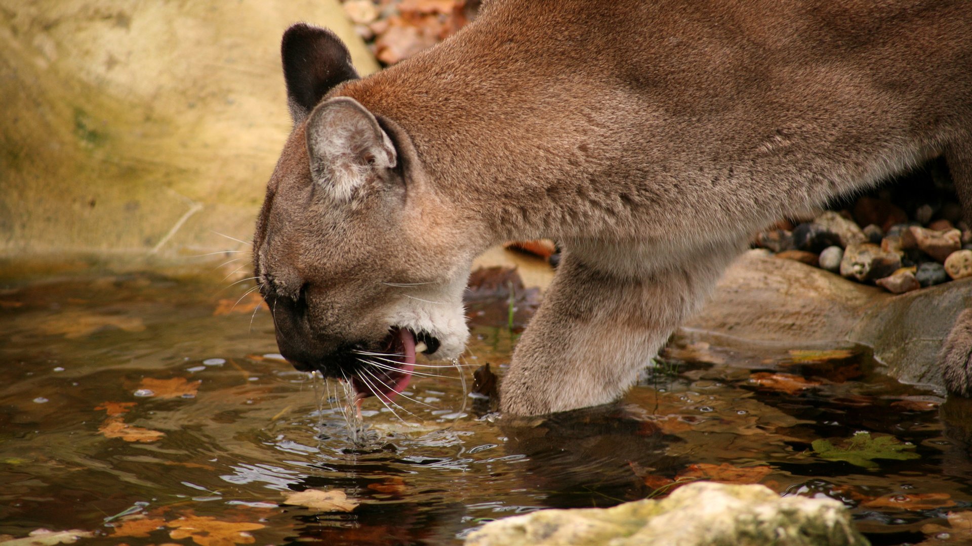 Обои водопой, горный лев, пума.кугуар, drink, mountain lion, puma.cougar разрешение 2184x1456 Загрузить