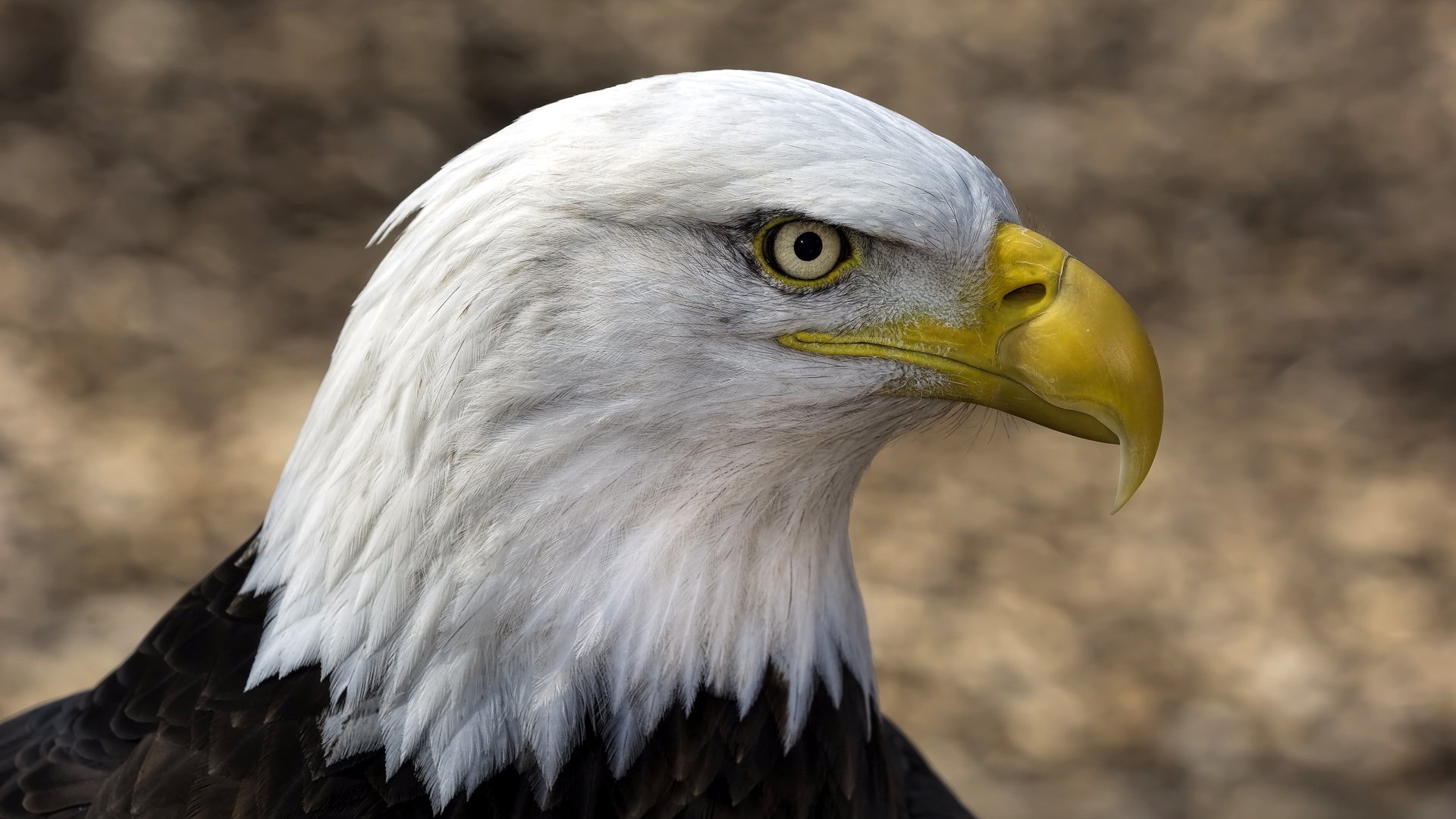 Обои фон, орел, птицы, клюв, белоголовый орлан, background, eagle, birds, beak, bald eagle разрешение 2560x1600 Загрузить