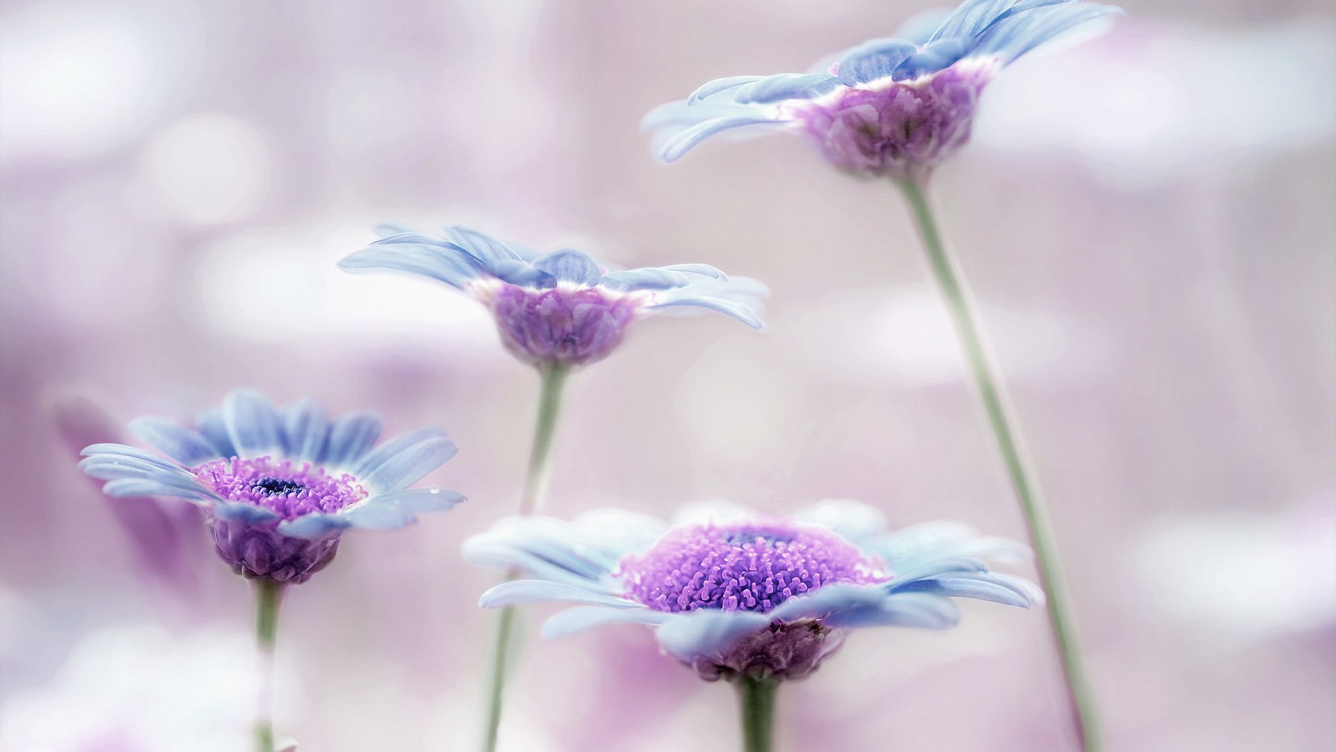 Обои цветы, фон, голубые, сиреневые, flowers, background, blue, lilac разрешение 2048x1366 Загрузить