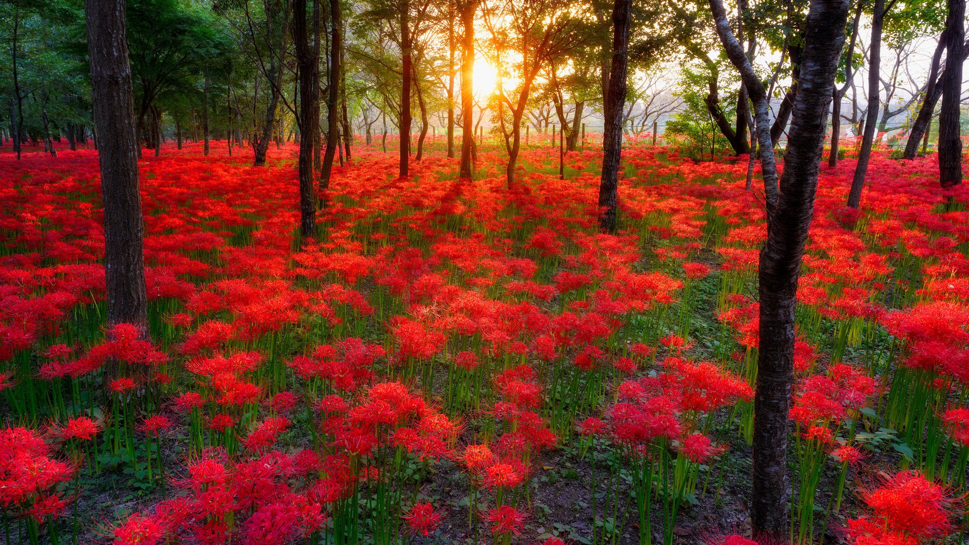 Обои небо, цветы, деревья, солнце, лес, пейзаж, the sky, flowers, trees, the sun, forest, landscape разрешение 2048x1367 Загрузить