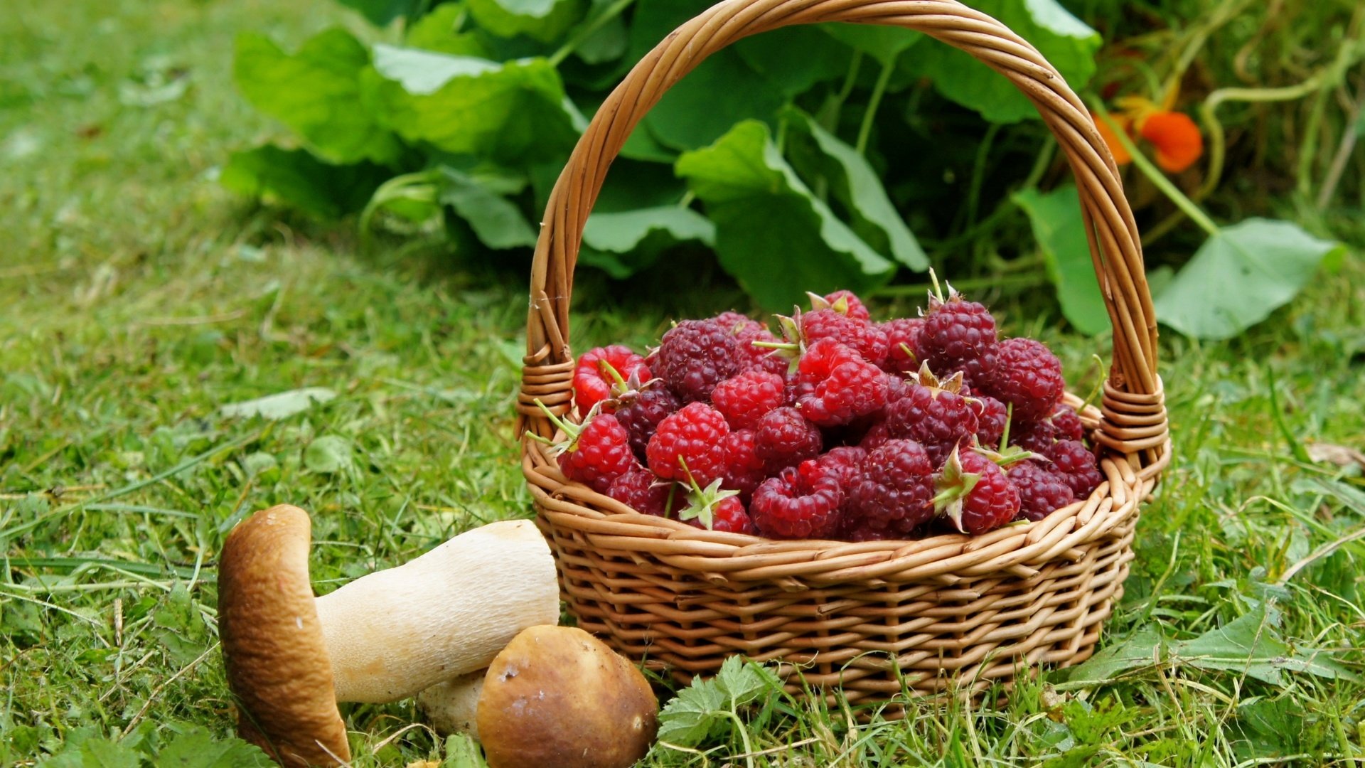 Обои трава, малина, грибы, корзинка, grass, raspberry, mushrooms, basket разрешение 2400x1590 Загрузить