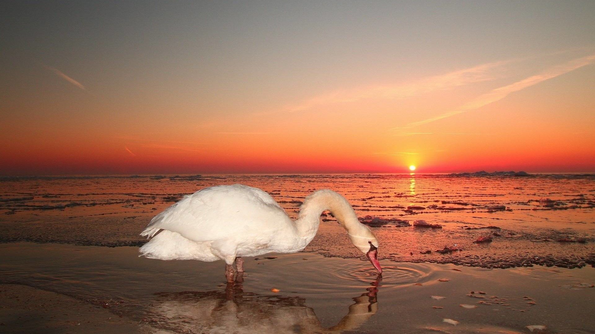 Обои закат, море, птица, лебедь, sunset, sea, bird, swan разрешение 1920x1200 Загрузить