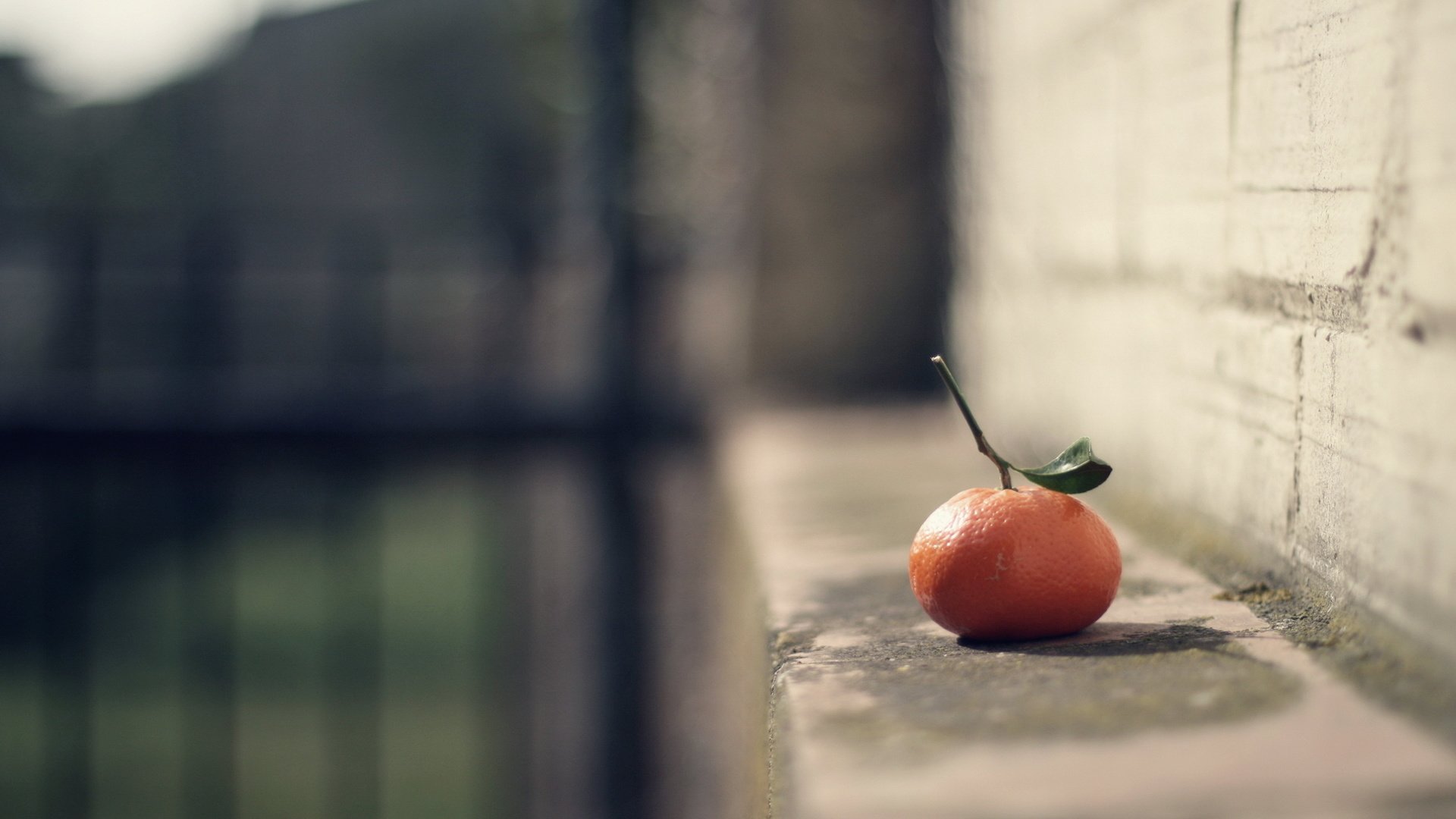 Обои фон, фрукты, размытость, цитрус, мандарин, background, fruit, blur, citrus, mandarin разрешение 2560x1600 Загрузить
