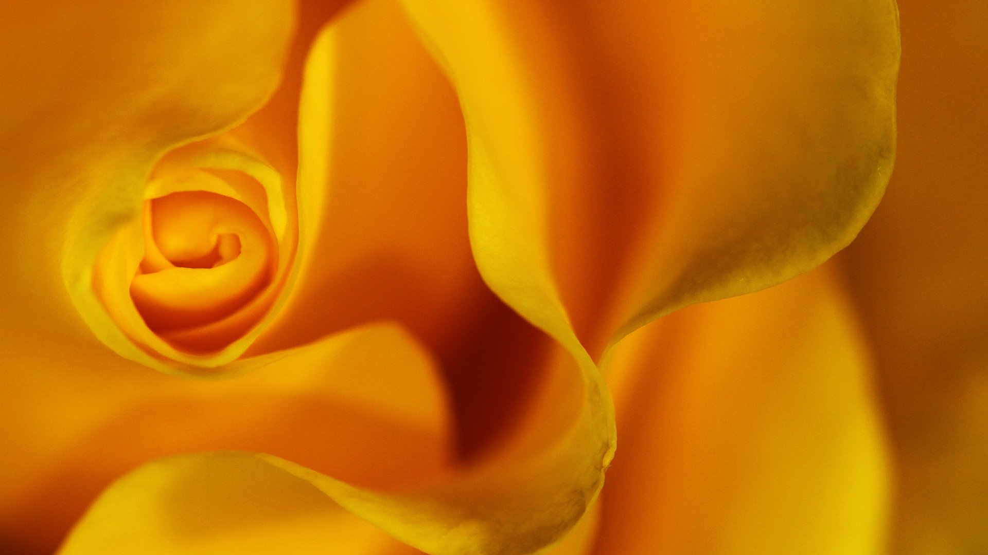 Обои макро, цветок, роза, жёлтая, цветком, lorraine, .лепестки, macro, flower, rose, yellow, .petals разрешение 2048x1439 Загрузить