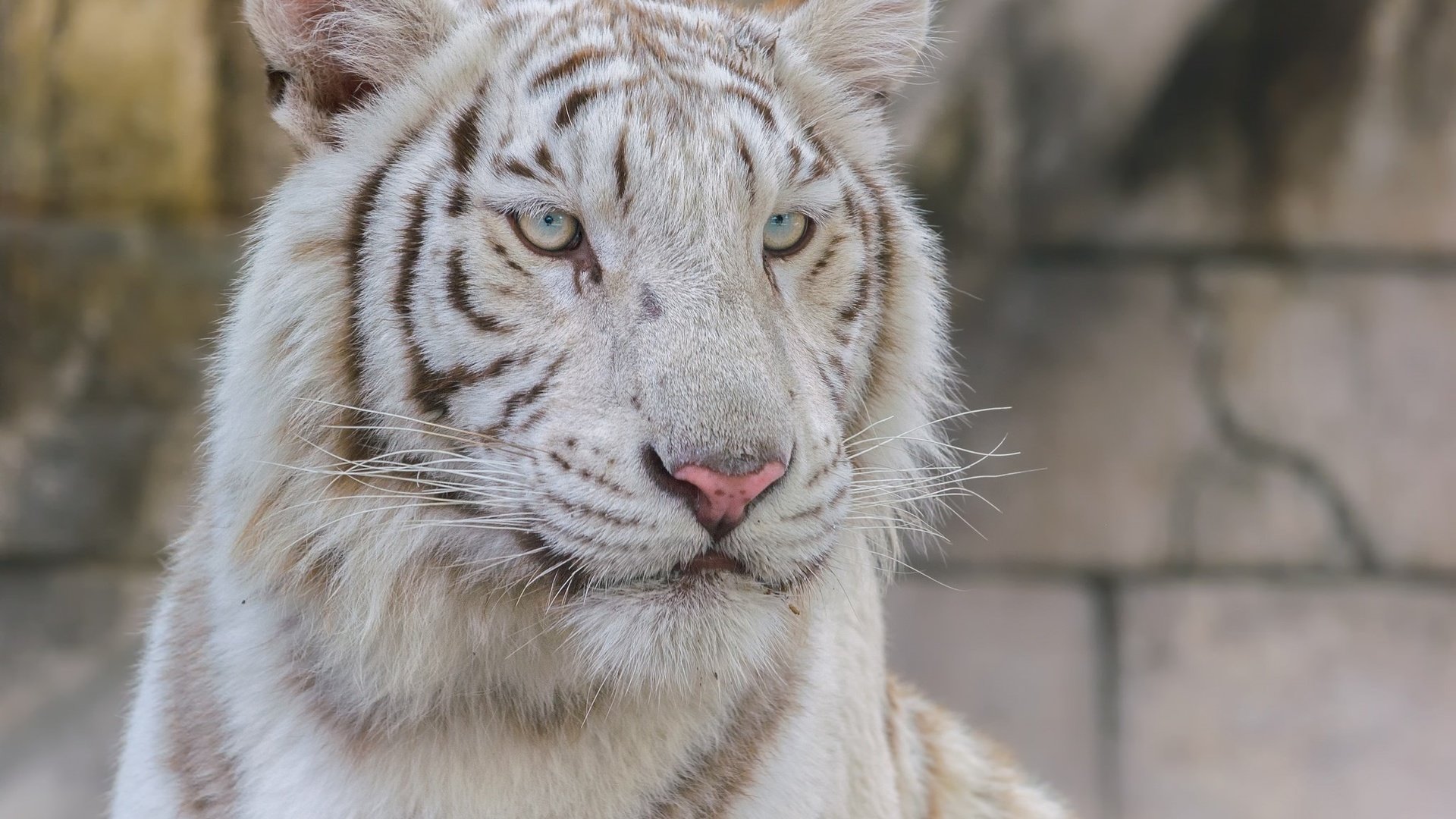 Обои тигр, взгляд, белый, хищник, большая кошка, tiger, look, white, predator, big cat разрешение 2048x1638 Загрузить