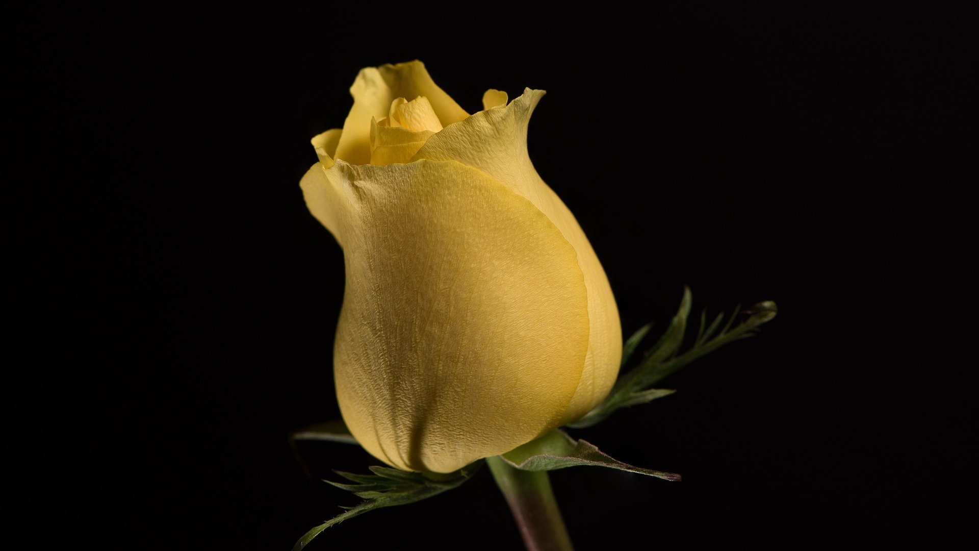 Обои цветок, роза, бутон, черный фон, жёлтая, цветком, flower, rose, bud, black background, yellow разрешение 2560x1600 Загрузить