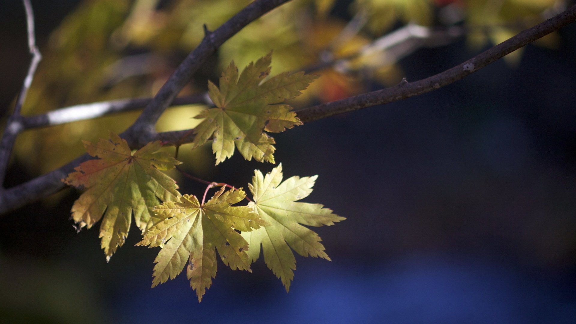 Обои природа, листья, макро, ветки, осень, nature, leaves, macro, branches, autumn разрешение 1920x1200 Загрузить