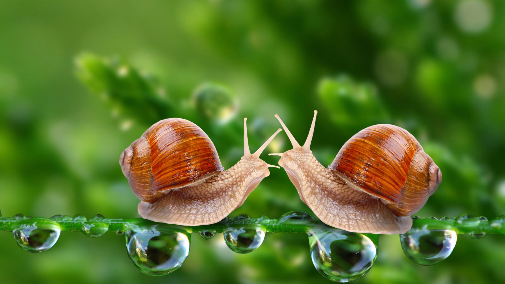 Обои зелень, макро, капли, улитки, встреча, насекрмые, greens, macro, drops, snails, meeting, nasekomye разрешение 5060x3374 Загрузить