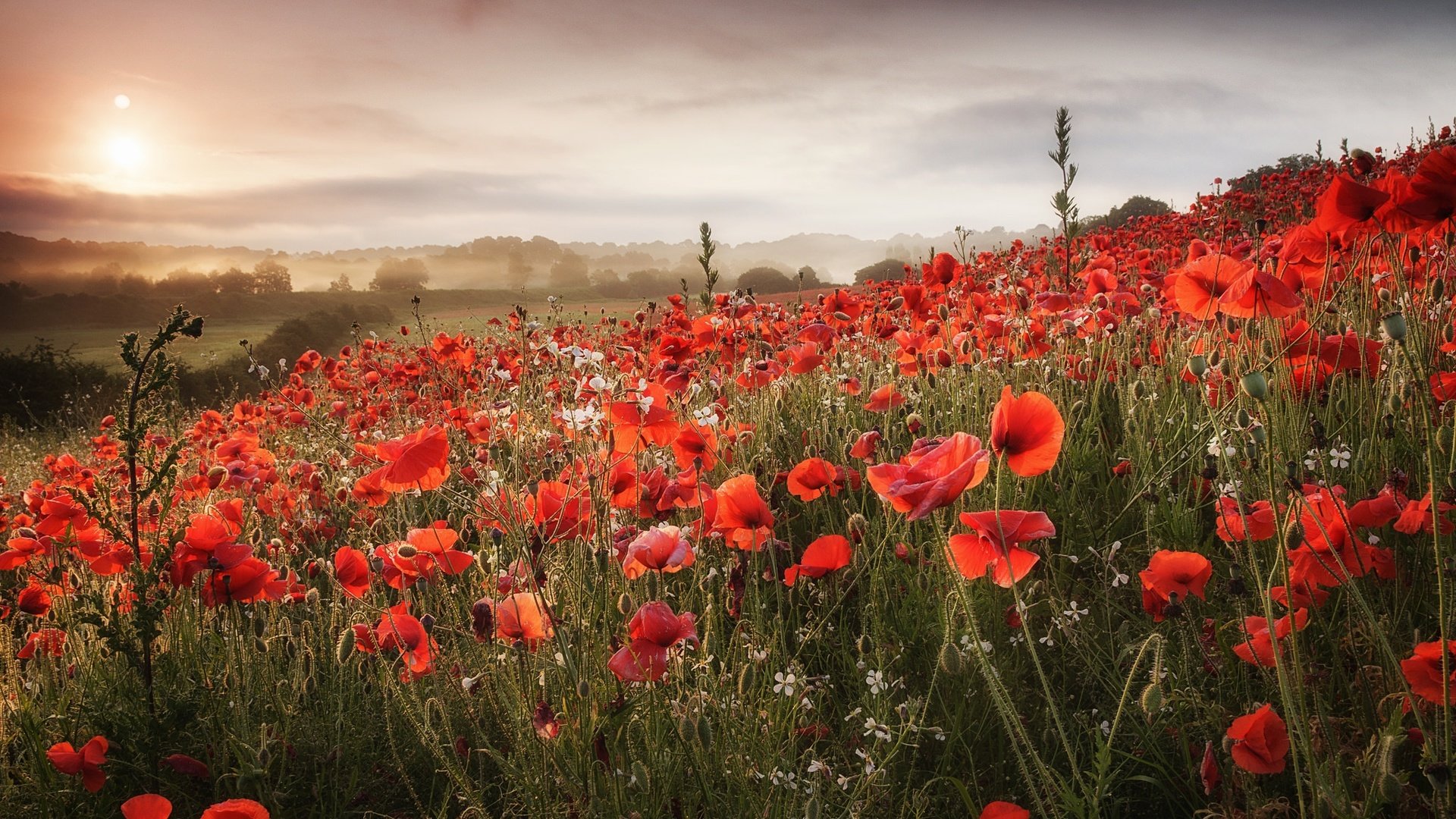 Обои цветы, облака, холмы, поле, маки, луг, flowers, clouds, hills, field, maki, meadow разрешение 2048x1365 Загрузить