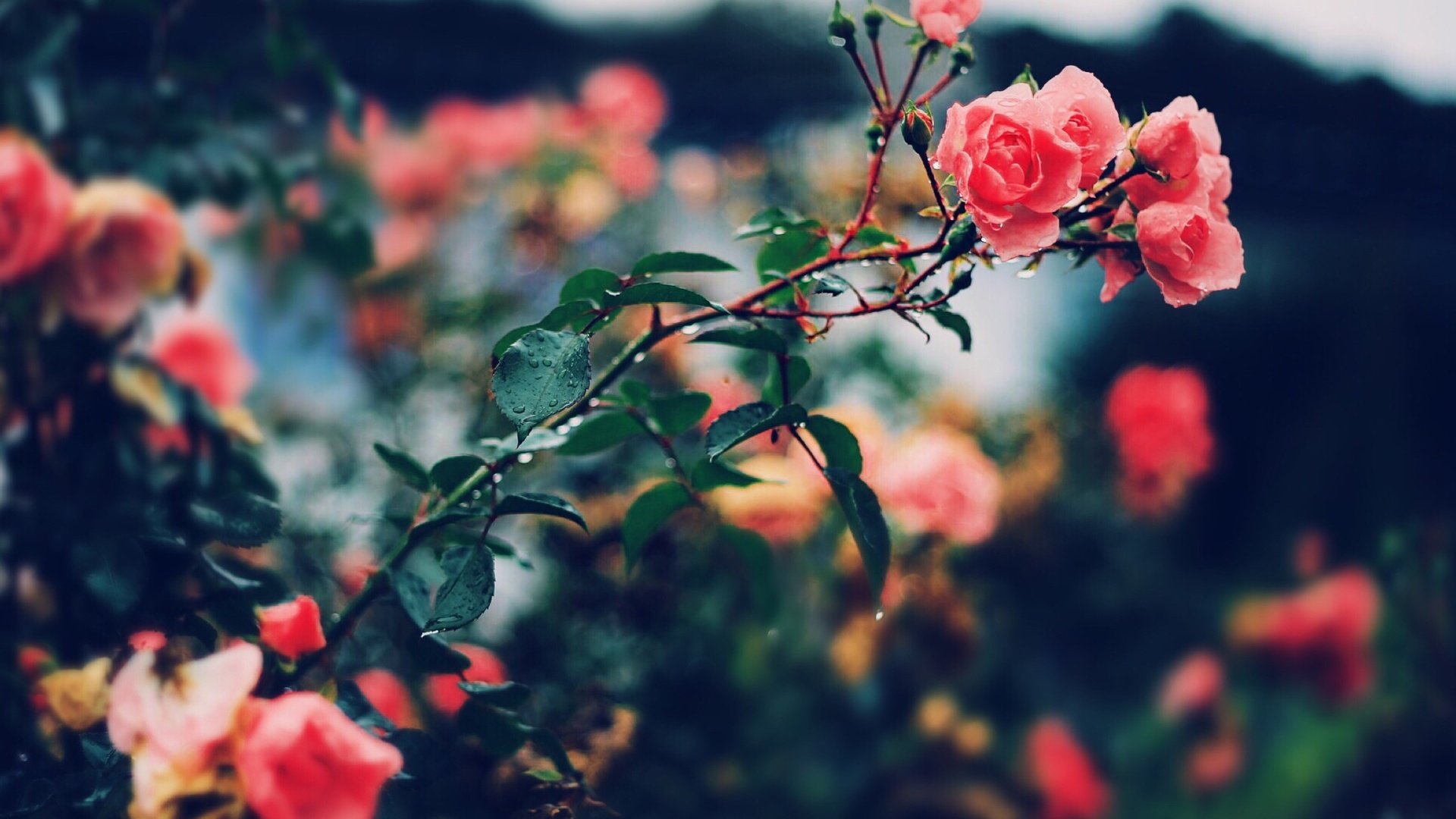 Обои цветы, розы, лепестки, куст, flowers, roses, petals, bush разрешение 2304x1536 Загрузить
