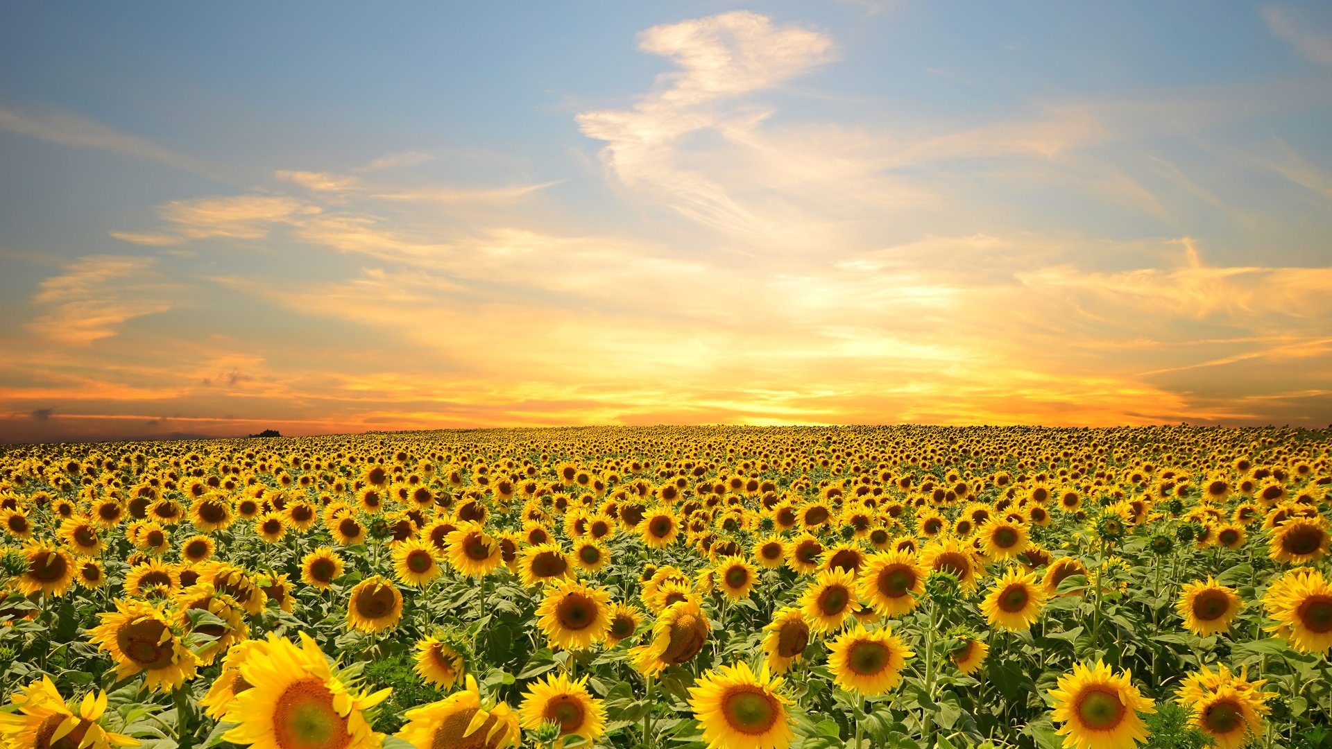 Обои небо, цветы, облака, поле, подсолнухи, the sky, flowers, clouds, field, sunflowers разрешение 4928x3264 Загрузить