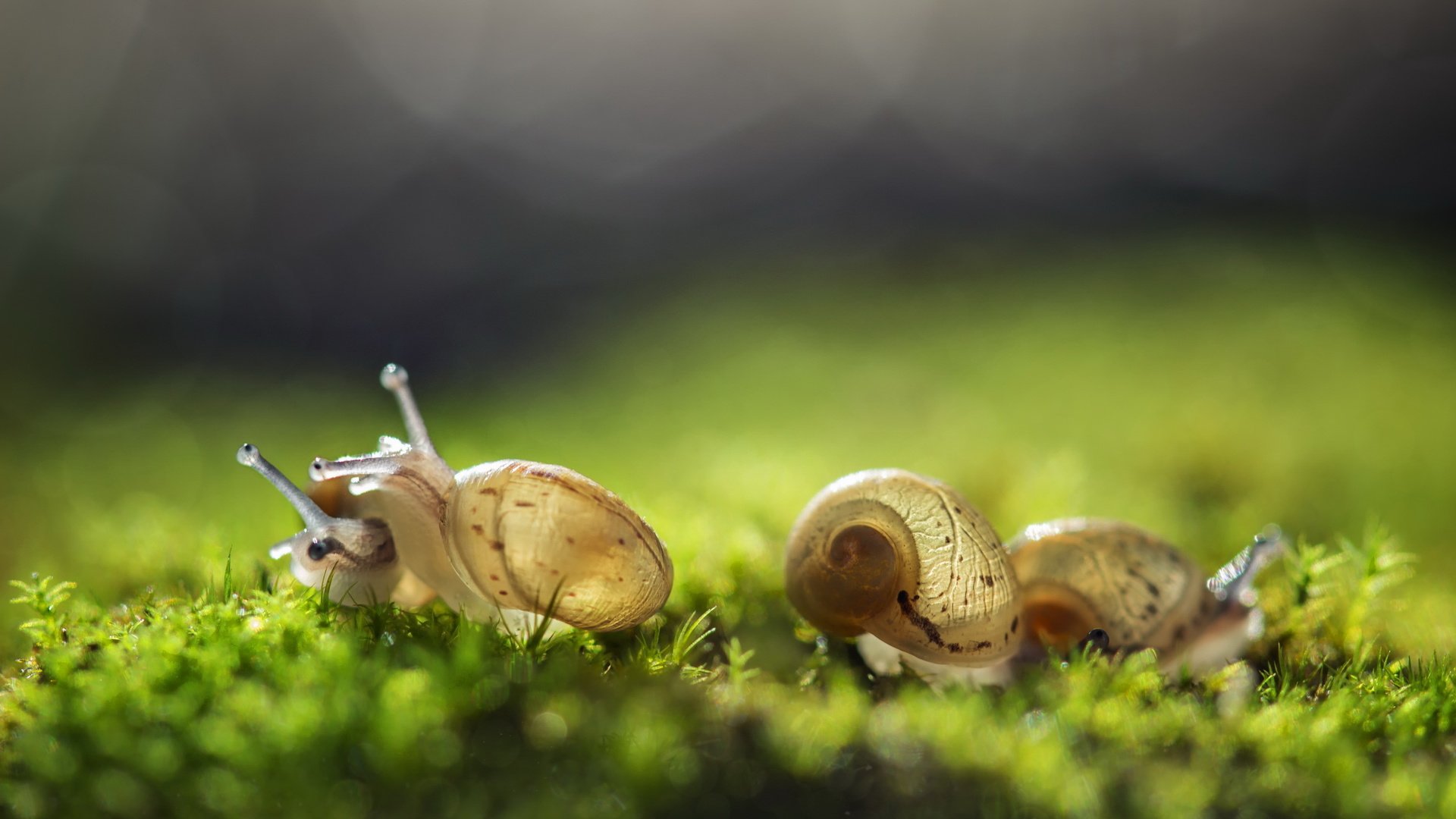 Обои трава, природа, фон, улитка, улитки, grass, nature, background, snail, snails разрешение 2560x1600 Загрузить