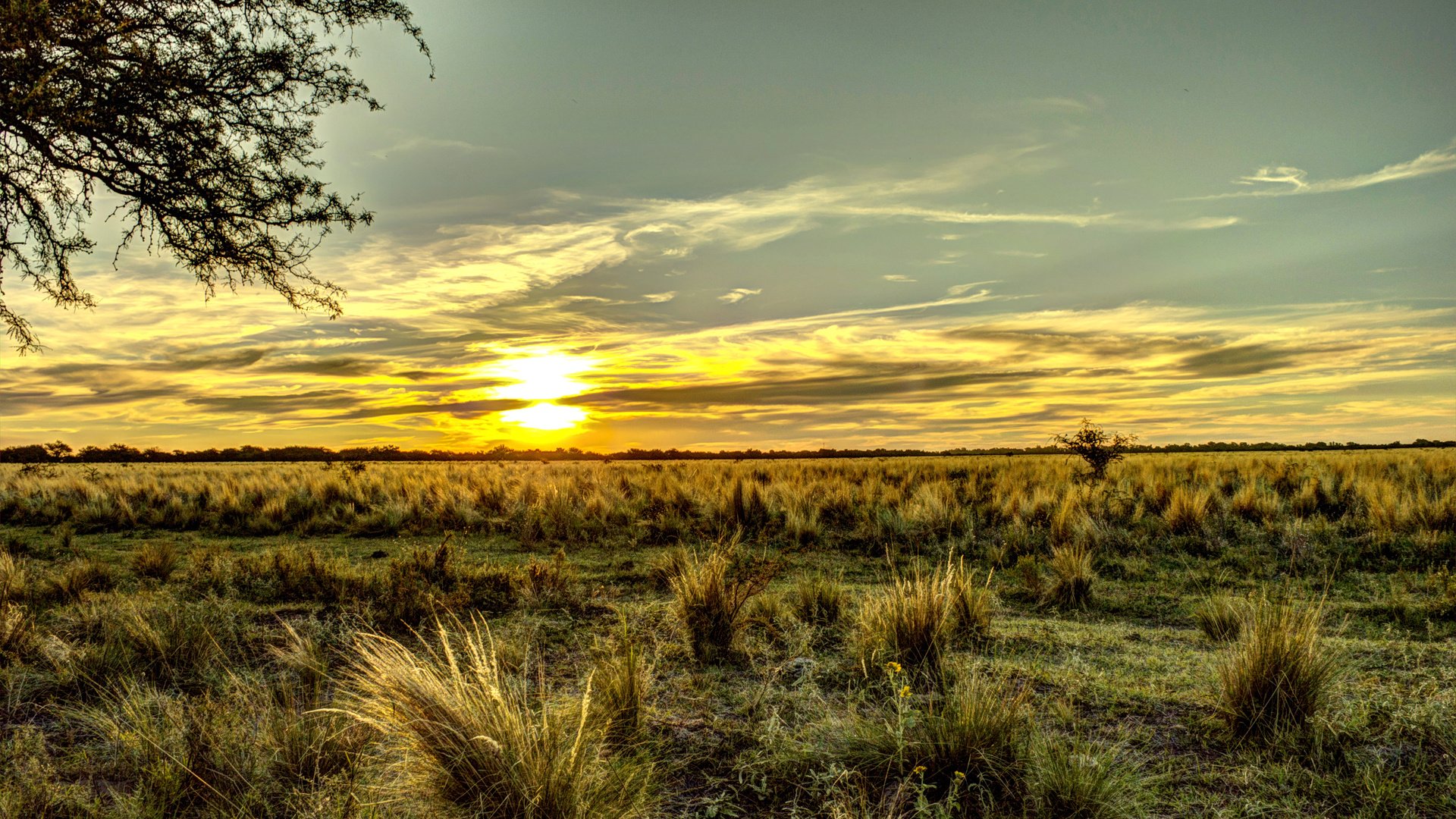 Обои небо, трава, поле, горизонт, рассвет, аргентина, the sky, grass, field, horizon, dawn, argentina разрешение 3008x2000 Загрузить