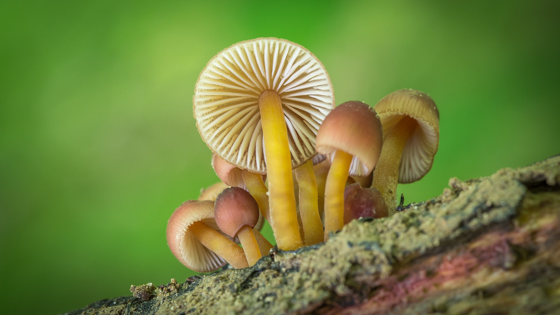 Обои природа, фон, грибы, nature, background, mushrooms разрешение 1920x1200 Загрузить