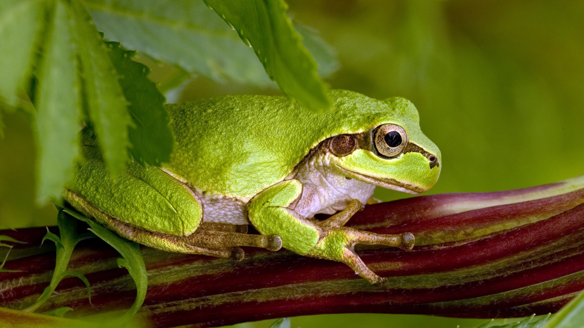 Обои поза, лягушка, зеленая, жаба,  листья, green toad, pose, frog, green, toad, leaves разрешение 1920x1200 Загрузить