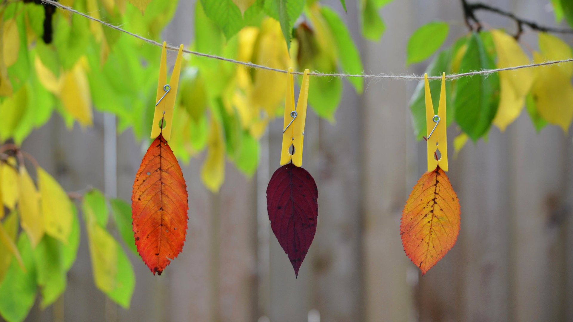 Обои природа, листья, краски, осень, веревка, прищепка, nature, leaves, paint, autumn, rope, clothespin разрешение 2048x1356 Загрузить