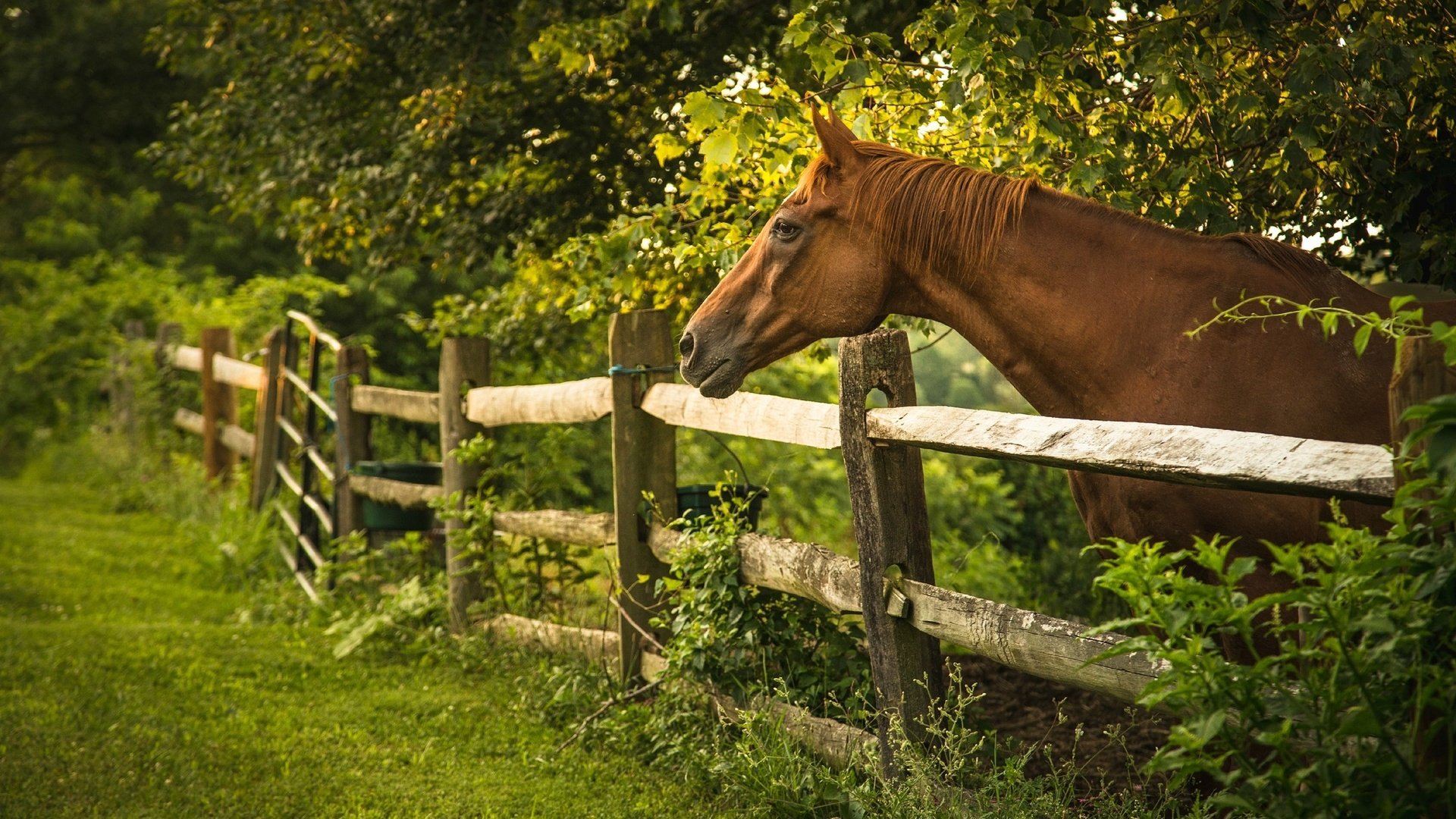 Обои лошадь, деревья, лето, забор, ограда, horse, trees, summer, the fence, fence разрешение 2048x1362 Загрузить