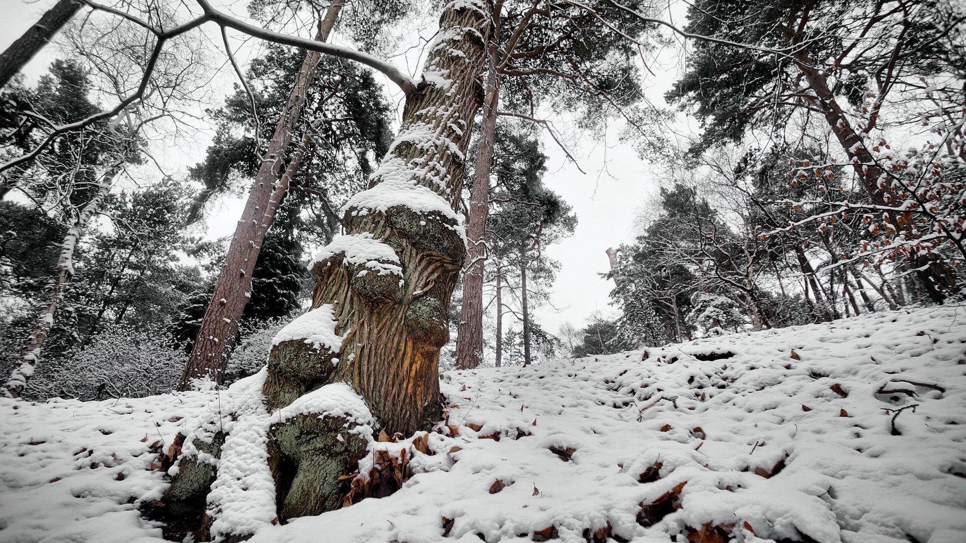 Обои дерево, лес, зима, tree, forest, winter разрешение 1920x1200 Загрузить