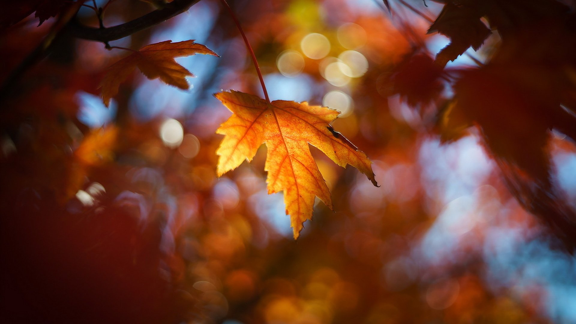 Обои природа, листья, осень, nature, leaves, autumn разрешение 1920x1278 Загрузить