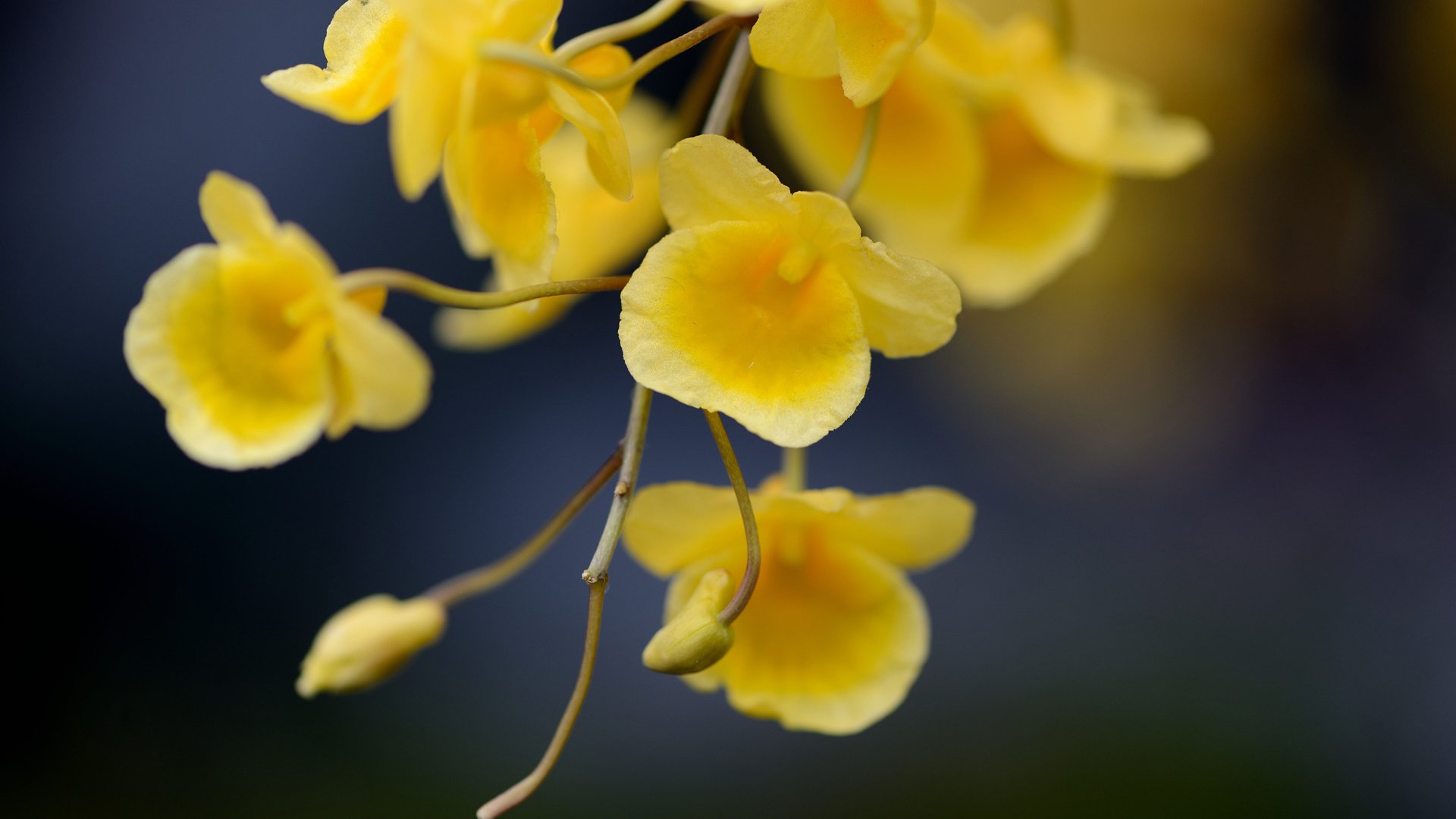 Обои цветы, ветка, фокус камеры, желтые, flowers, branch, the focus of the camera, yellow разрешение 1920x1300 Загрузить