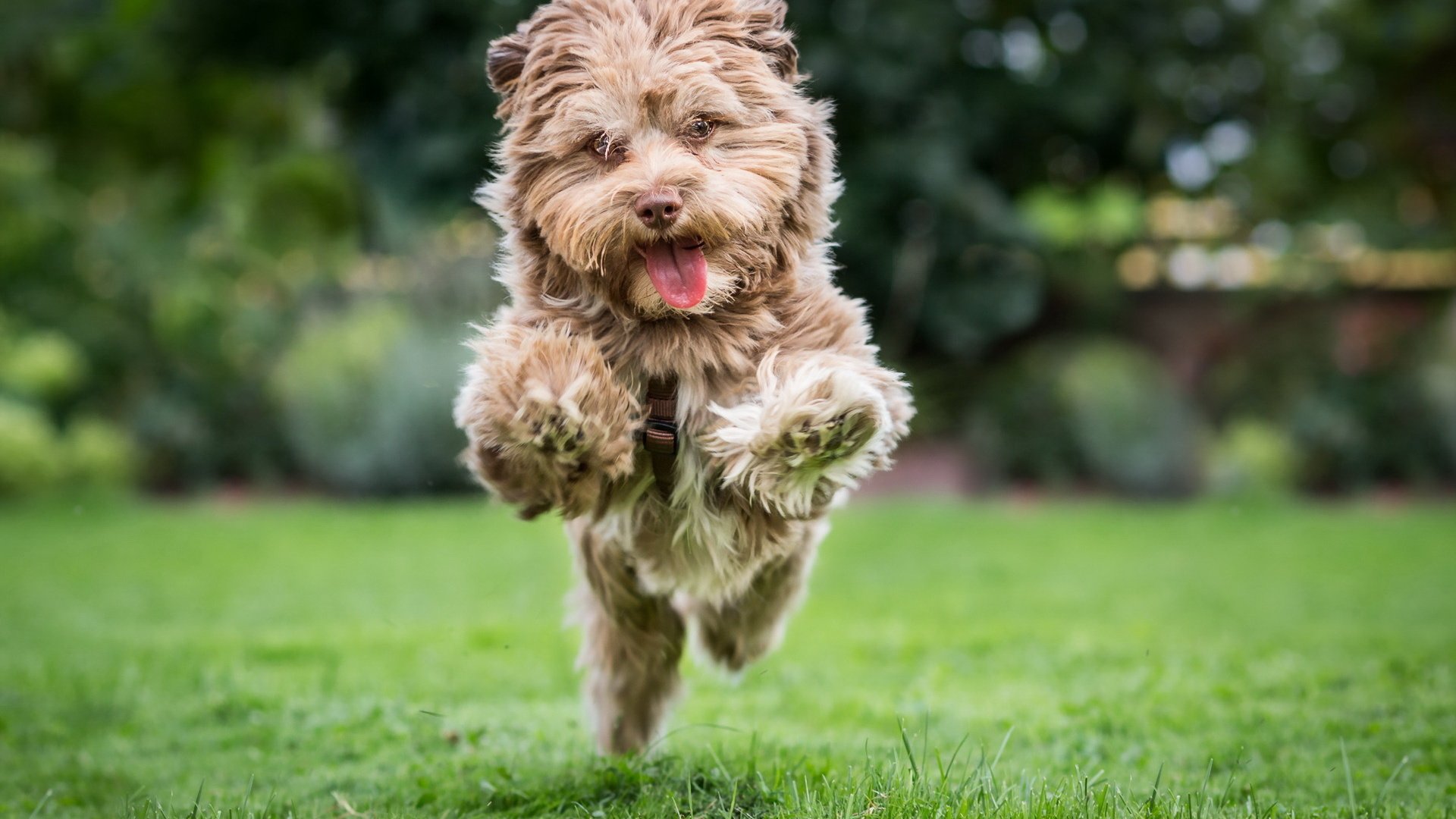 Обои настроение, собака, радость, прыжок, бег, лужайка, терьер, mood, dog, joy, jump, running, lawn, terrier разрешение 1920x1280 Загрузить