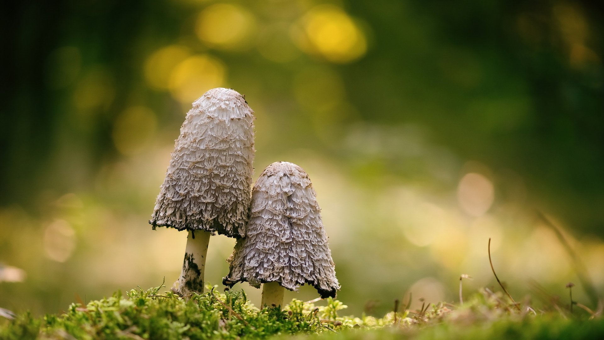 Обои природа, фон, грибы, nature, background, mushrooms разрешение 2047x1163 Загрузить
