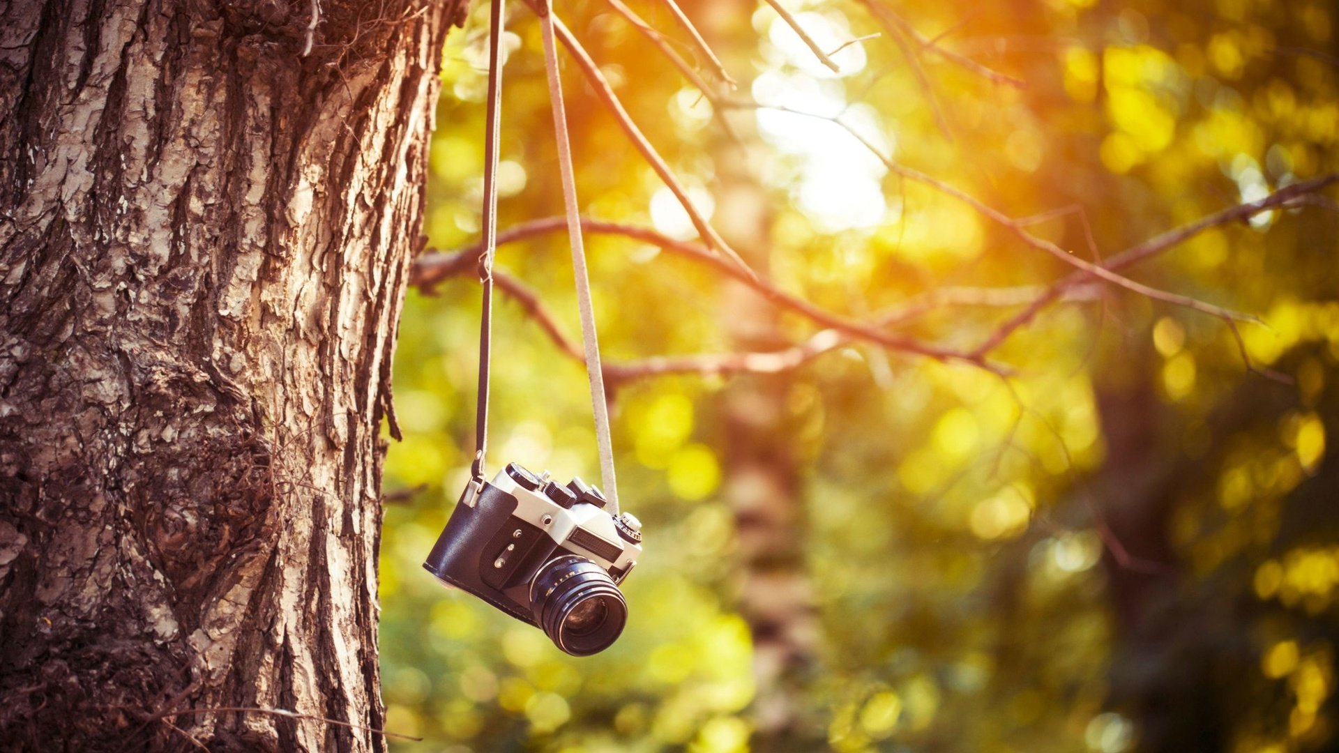 Обои солнце, природа, дерево, фотоаппарат, камера, the sun, nature, tree, the camera, camera разрешение 2500x1600 Загрузить