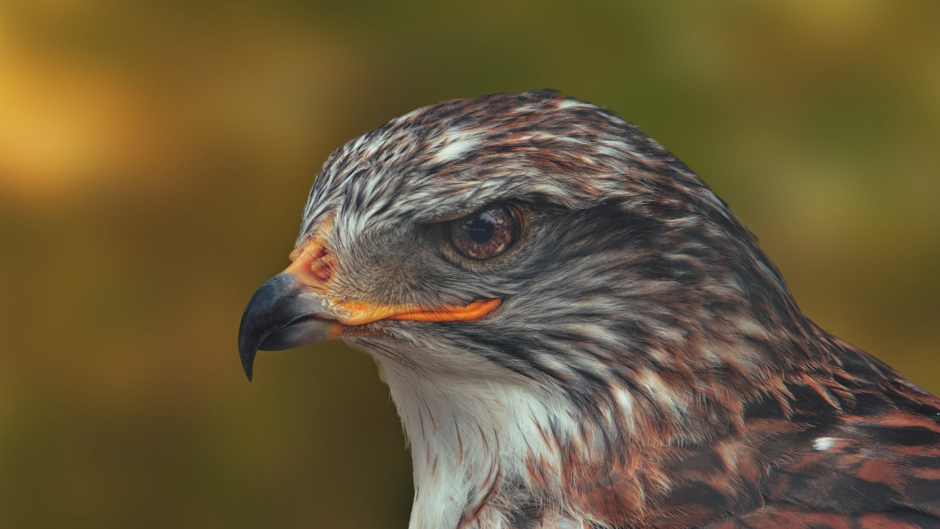 Обои портрет, птица, клюв, голова, ястреб, королевский канюк, portrait, bird, beak, head, hawk, royal buzzard разрешение 2048x1365 Загрузить