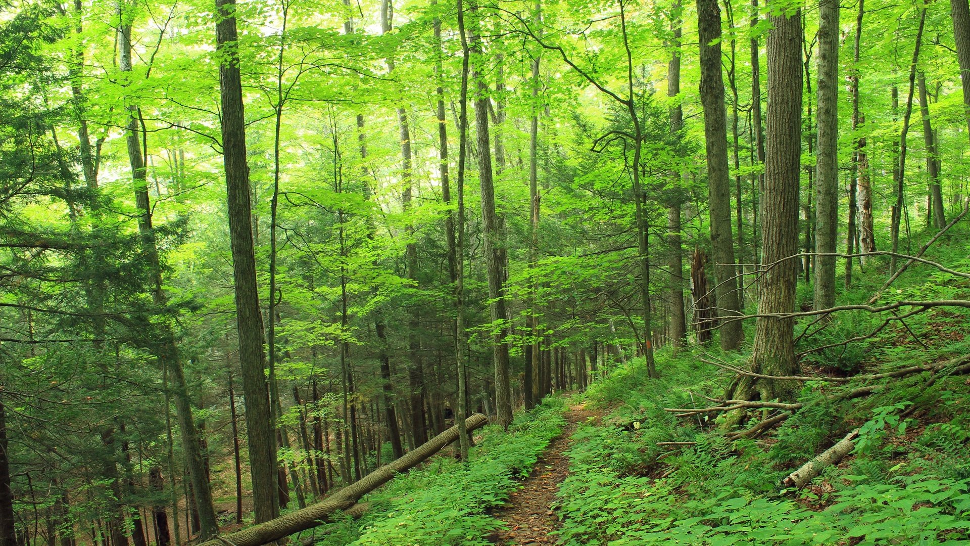 Обои деревья, природа, лес, тропинка, trees, nature, forest, path разрешение 2880x1920 Загрузить