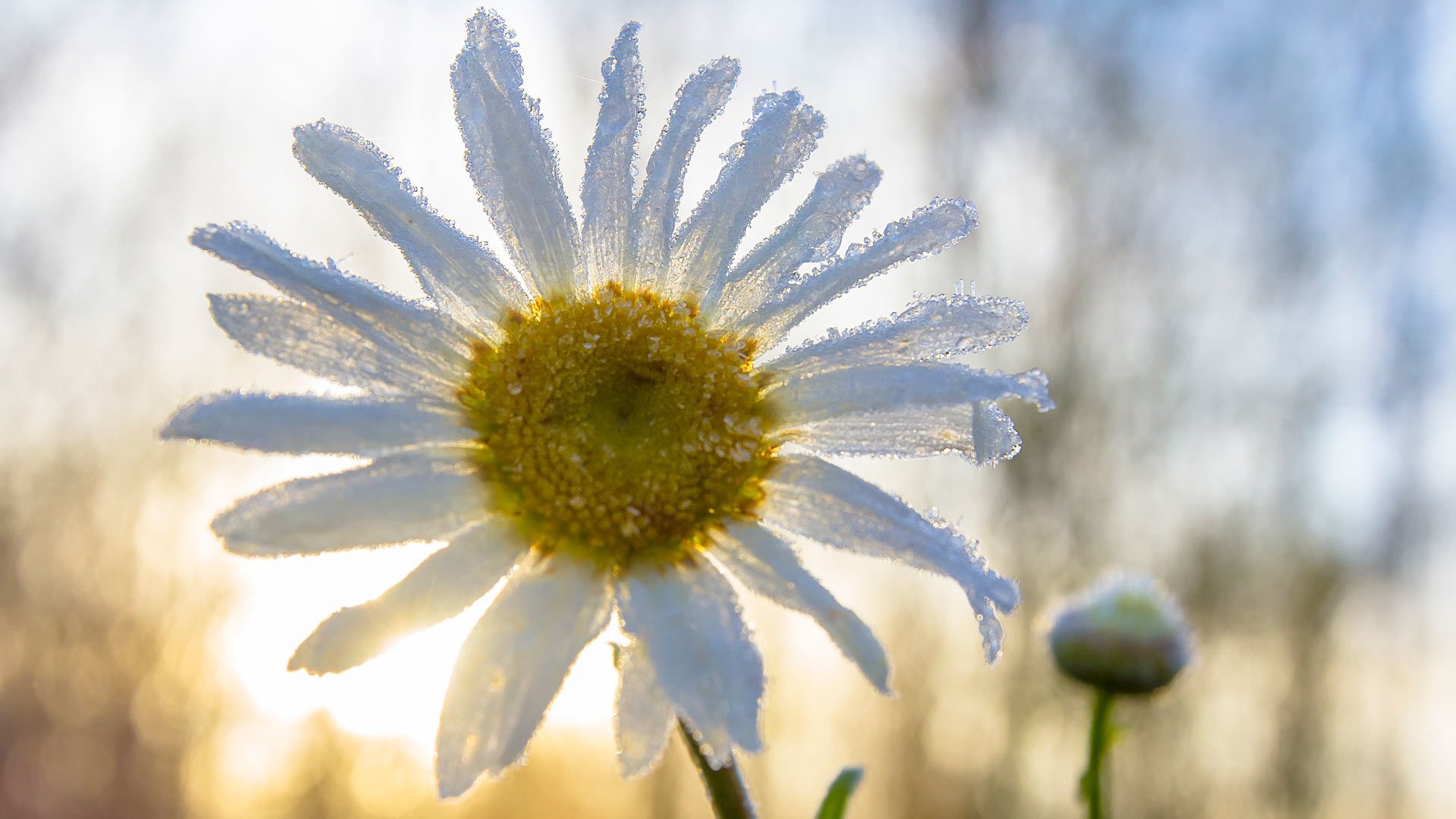 Обои макро, цветок, ромашка, macro, flower, daisy разрешение 1920x1280 Загрузить