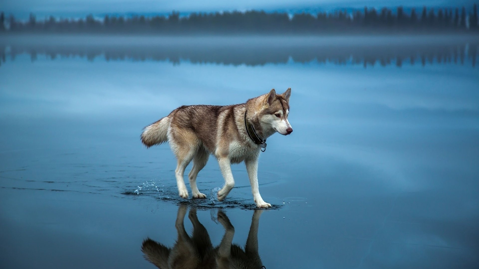 Обои вода, природа, собака, хаски, шаги, water, nature, dog, husky, steps разрешение 1920x1200 Загрузить