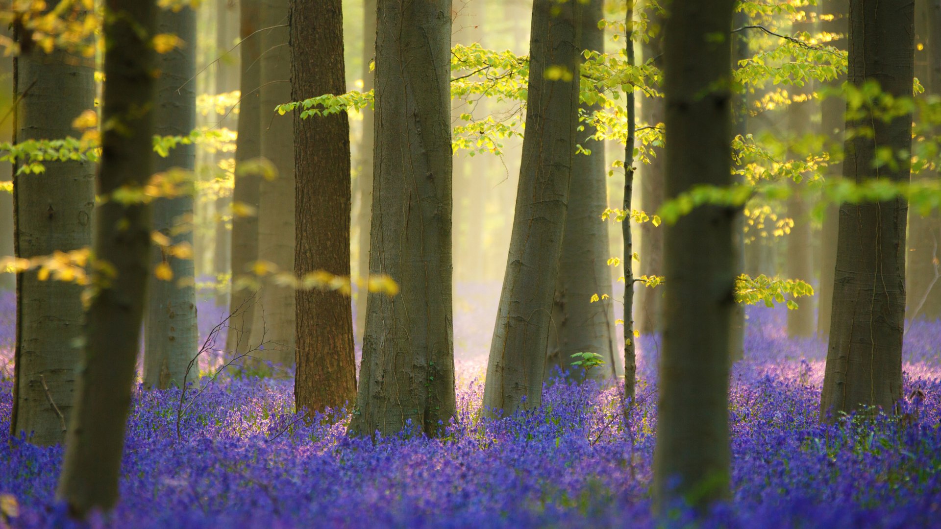 Обои цветы, природа, лес, весна, flowers, nature, forest, spring разрешение 2048x1365 Загрузить