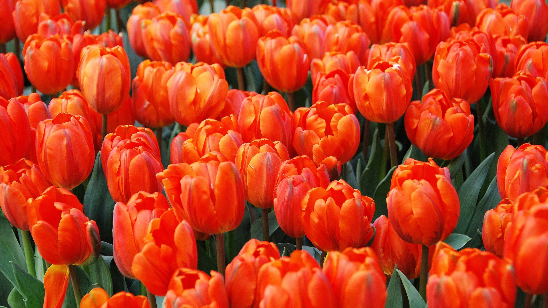Обои бутоны, тюльпаны, алые, buds, tulips, al разрешение 2048x1371 Загрузить
