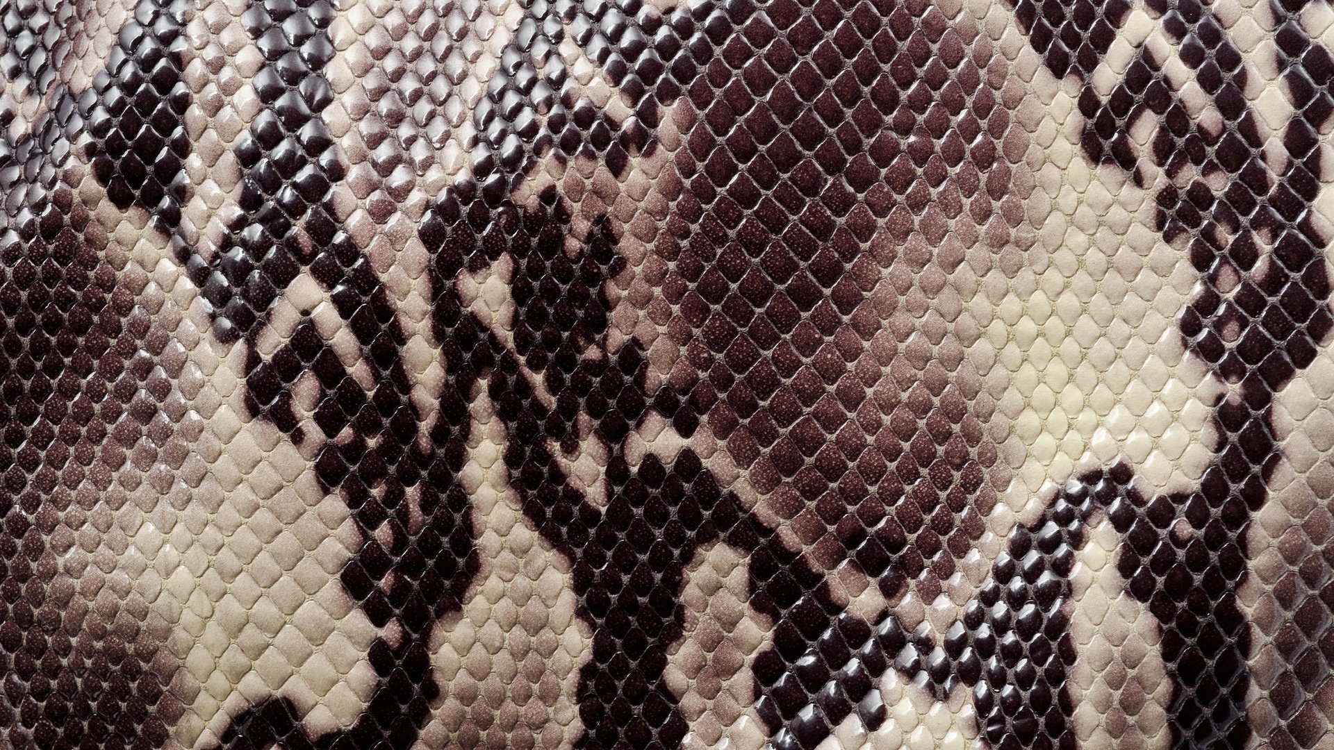 Обои текстура, змея, кожа, расцветка, animal texture, раскраска, кожа змеи, змеиная кож, texture, snake, leather, colors, coloring, a snake's skin разрешение 2880x1908 Загрузить