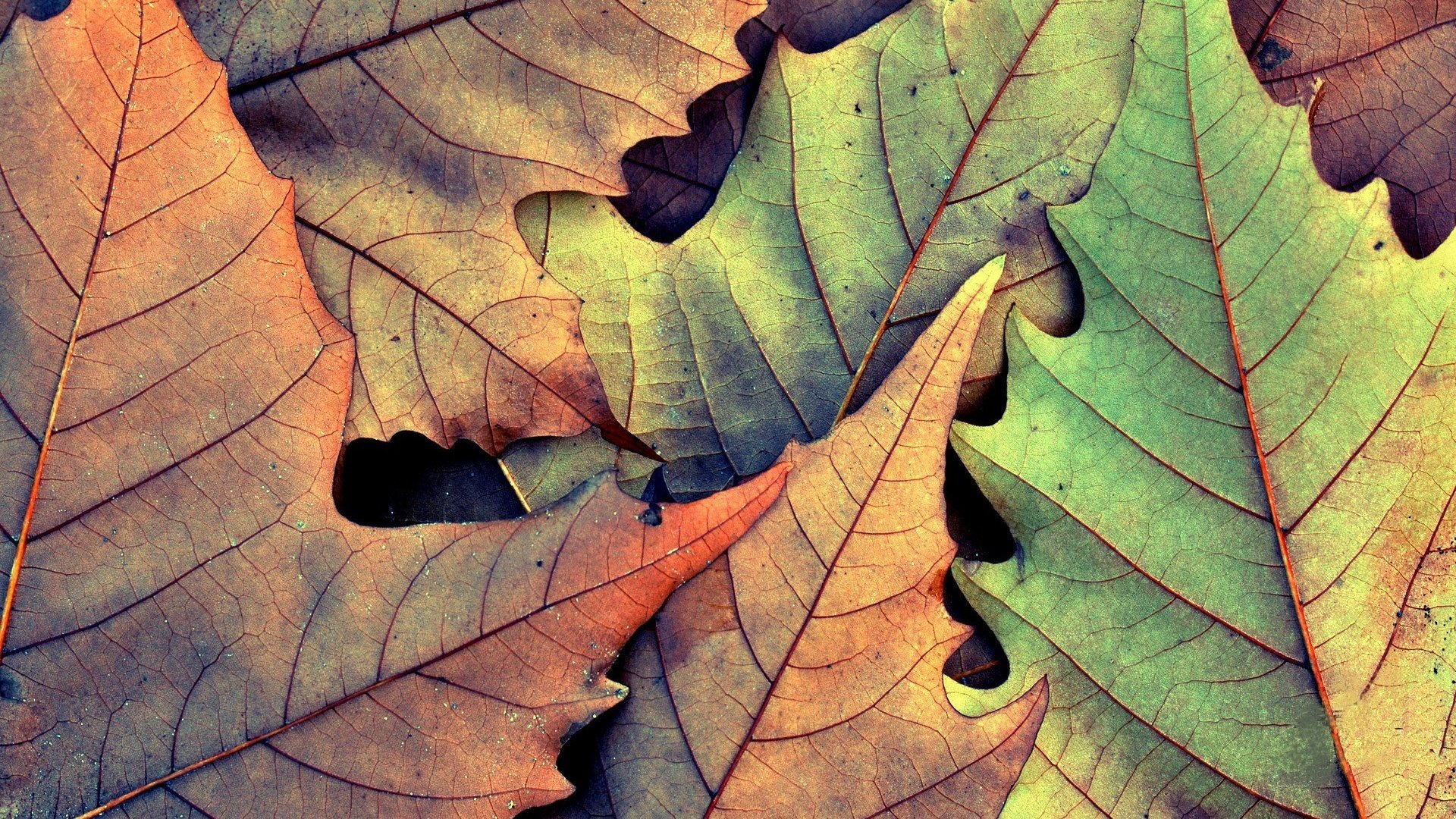 Обои природа, листья, осень, опадают, на природе,  листья, nature, leaves, autumn, fall разрешение 1920x1200 Загрузить