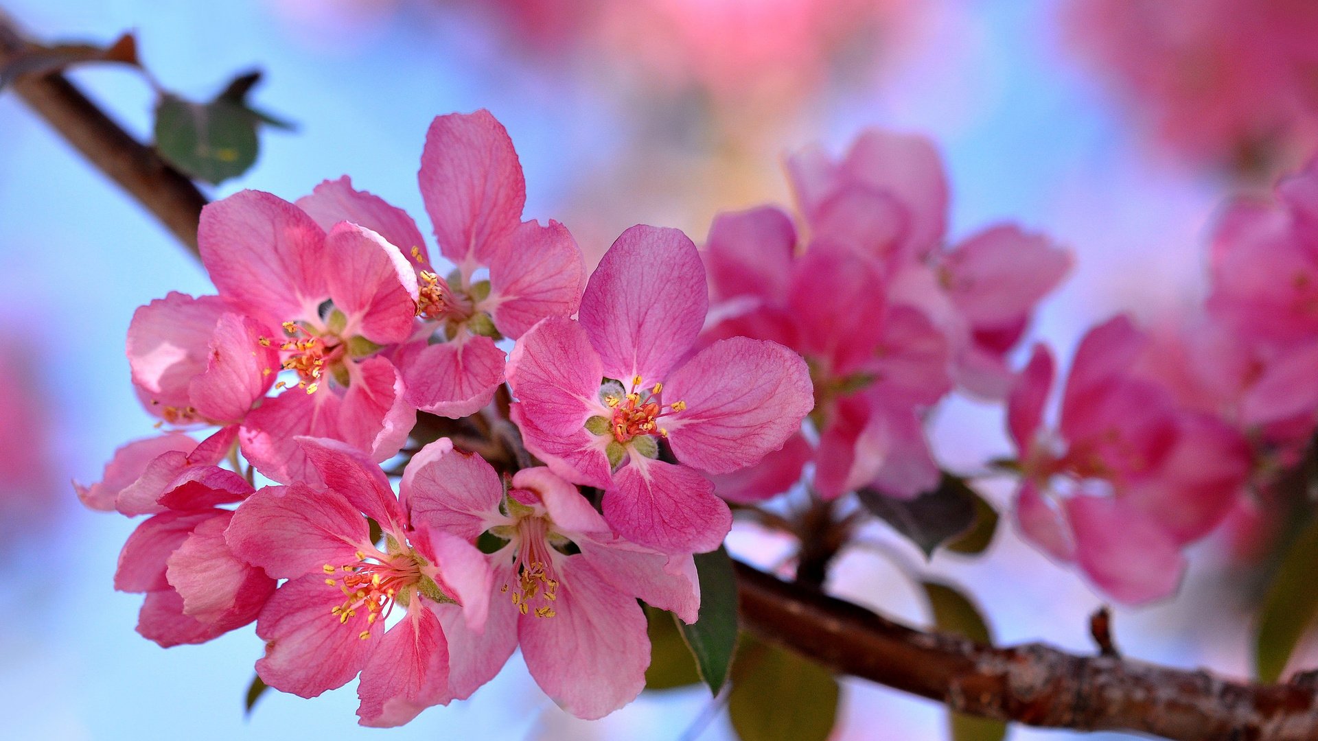 Обои ветка, цветение, макро, весна, розовый, branch, flowering, macro, spring, pink разрешение 2048x1360 Загрузить