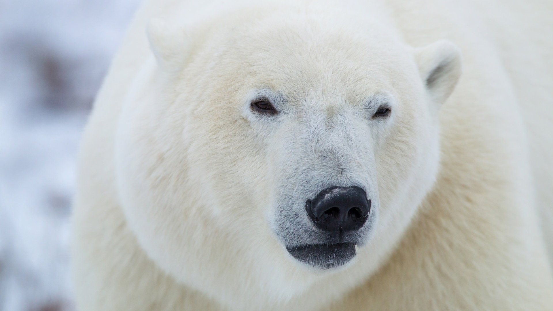 Обои морда, полярный медведь, медведь, белый, белый медведь, полярный, face, polar bear, bear, white, polar разрешение 2048x1281 Загрузить