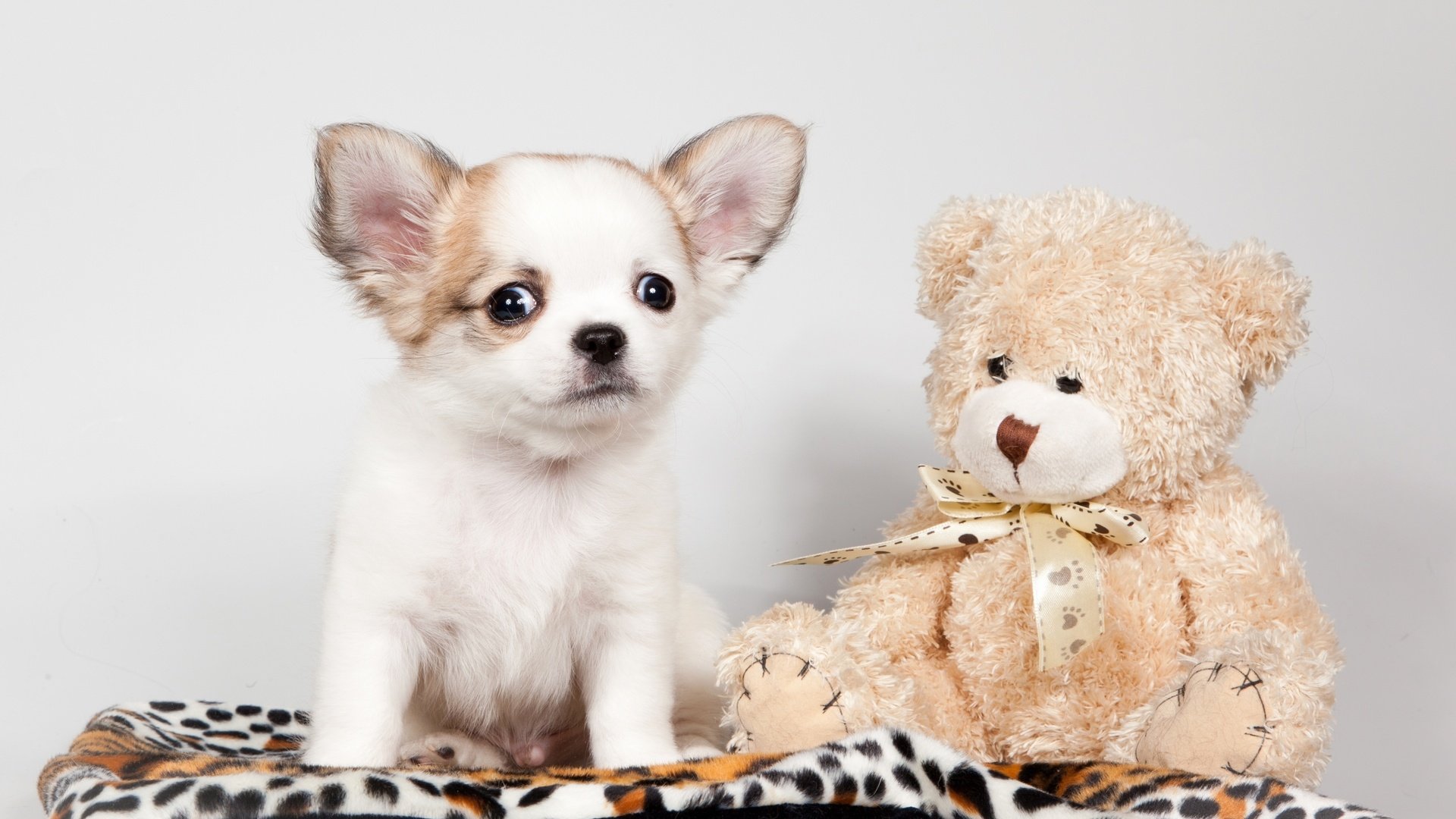 Обои игрушка, щенок, медвежонок, чихуахуа, toy, puppy, bear, chihuahua разрешение 3000x1902 Загрузить