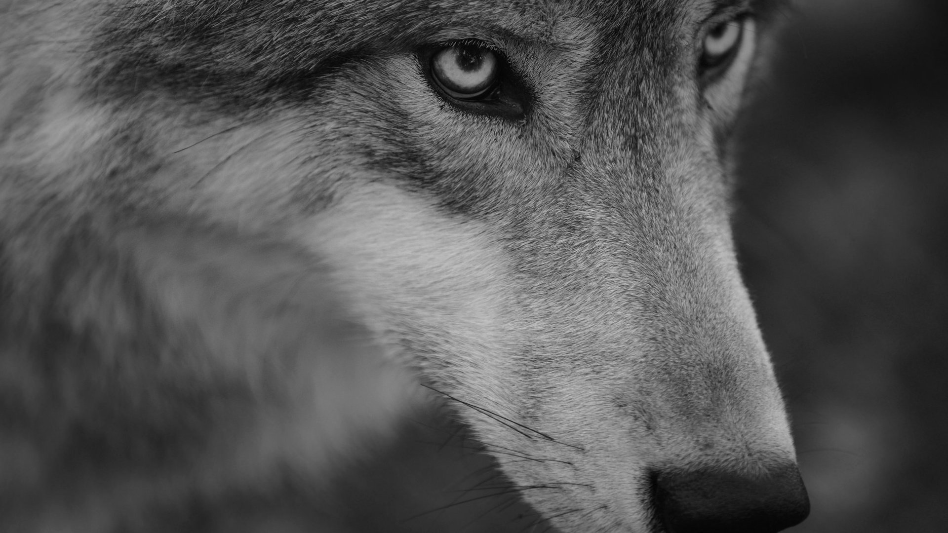 Обои морда, портрет, взгляд, хищник, волк, face, portrait, look, predator, wolf разрешение 2048x1365 Загрузить