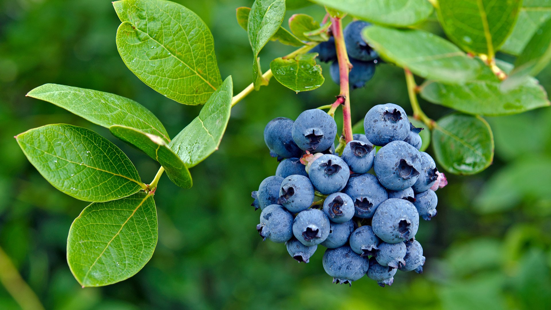 Обои листья, ягоды, лесные ягоды, черника, парное, черничный, leaves, berries, blueberries, fresh, blueberry разрешение 2880x1908 Загрузить