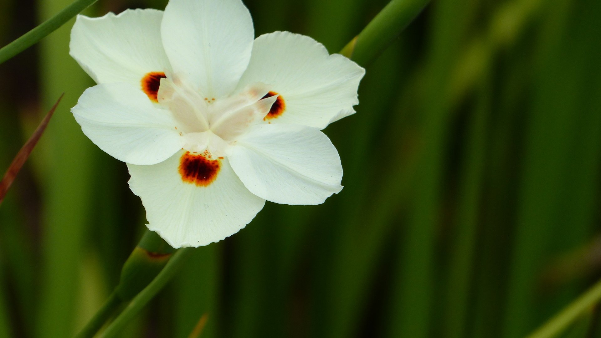 Обои цветок, белый, ирис, цветком, диетес двуцветный, африканский ирис, flower, white, iris, the dichroic dates, african iris разрешение 4000x3000 Загрузить