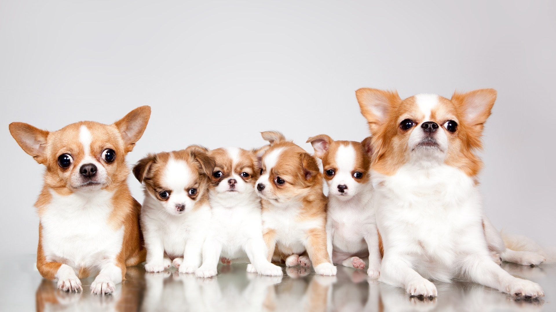 Обои щенки, семья, милые, чихуахуа, puppies, family, cute, chihuahua разрешение 3000x1718 Загрузить