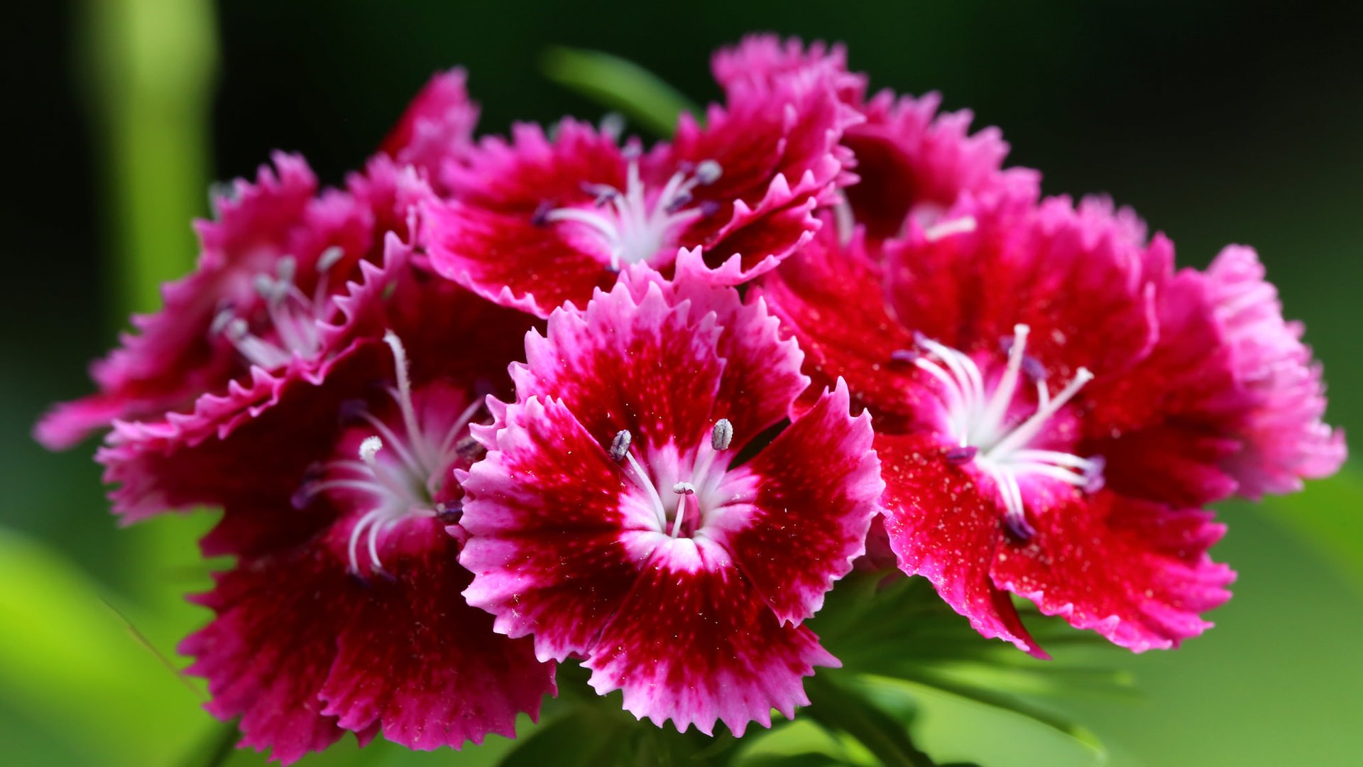 Обои цветок, яркий, гвоздика, flower, bright, carnation разрешение 2048x1365 Загрузить