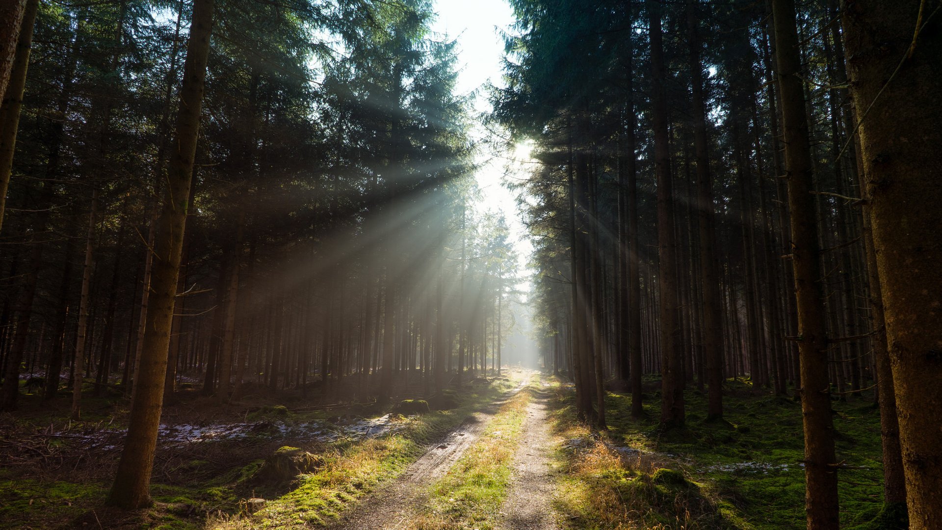 Обои дорога, деревья, лес, солнечный свет, road, trees, forest, sunlight разрешение 2048x1365 Загрузить