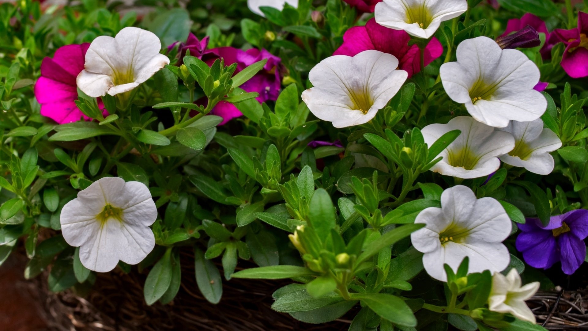 Обои цветы, макро, разноцветные, калибрахоа, flowers, macro, colorful, calibrachoa разрешение 1920x1394 Загрузить