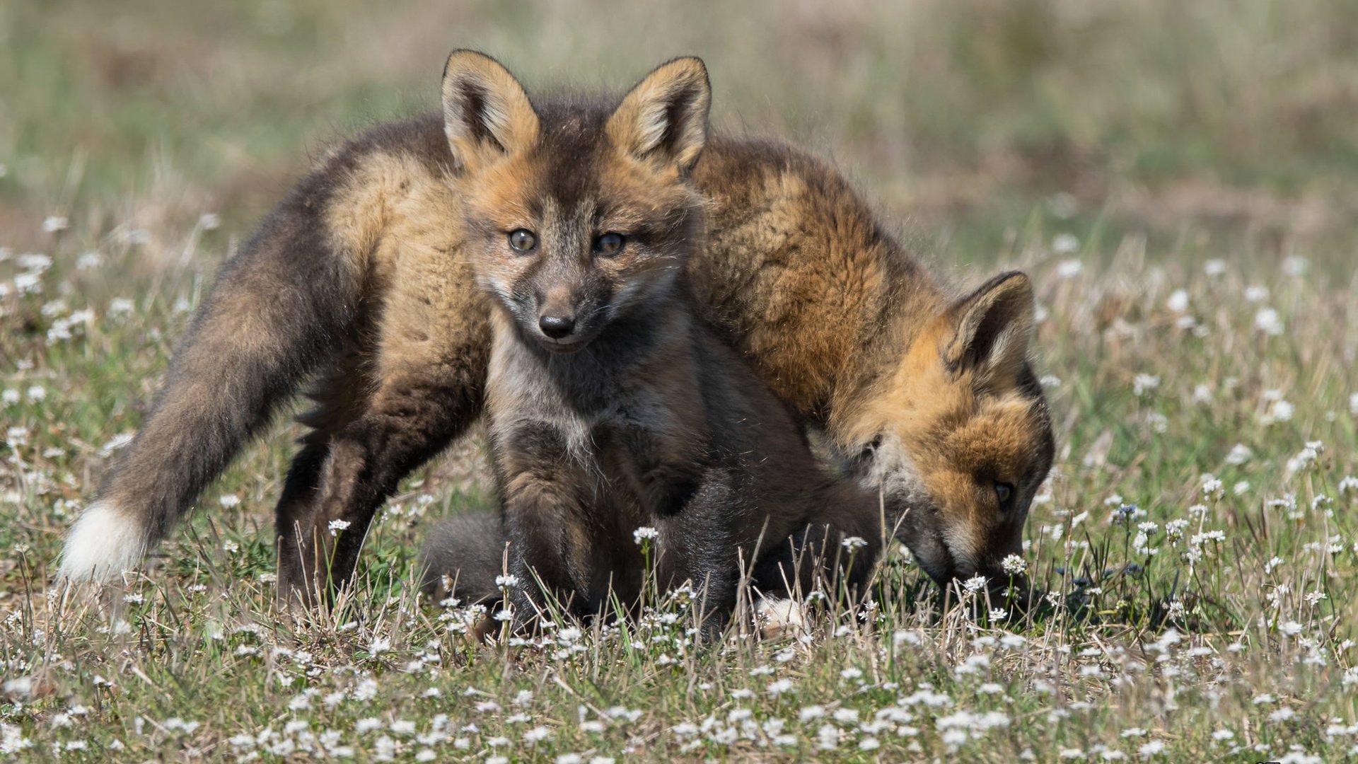 Обои семья, детеныши, лисы, family, cubs, fox разрешение 2048x1279 Загрузить